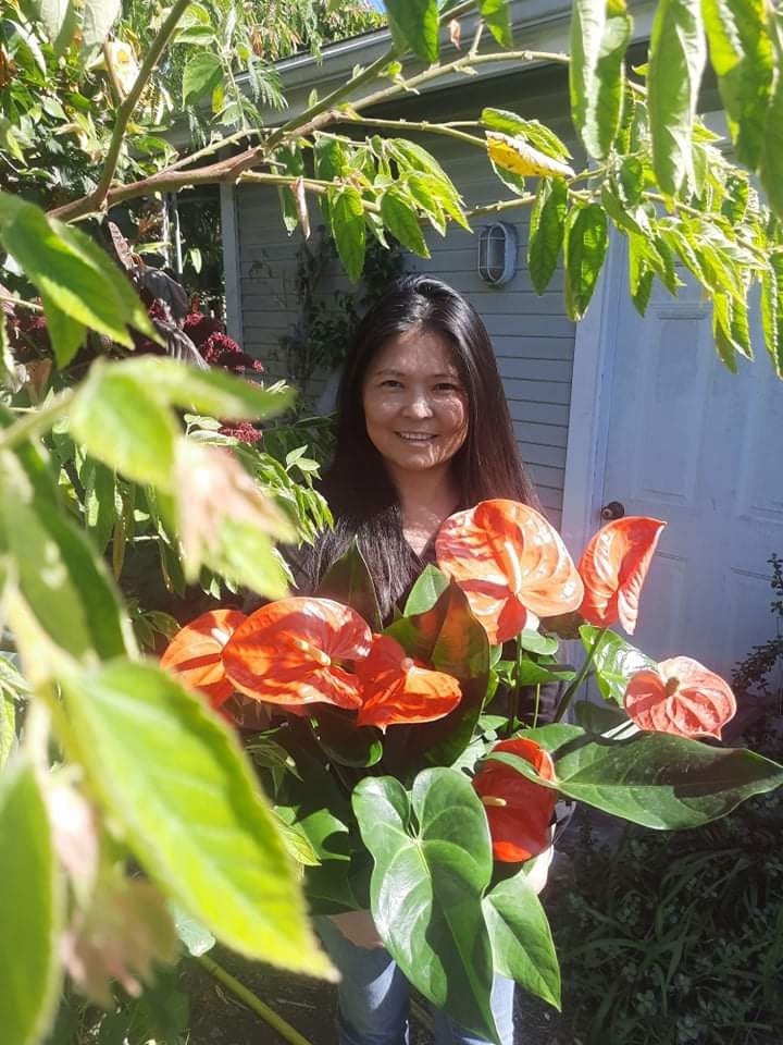 Xtra Large 1.5 ft to 2ft tall -6 inch pot - Neon Orange Anthurium easy care, air purifier-large leaves , large blooms-Anthurium Nebraska