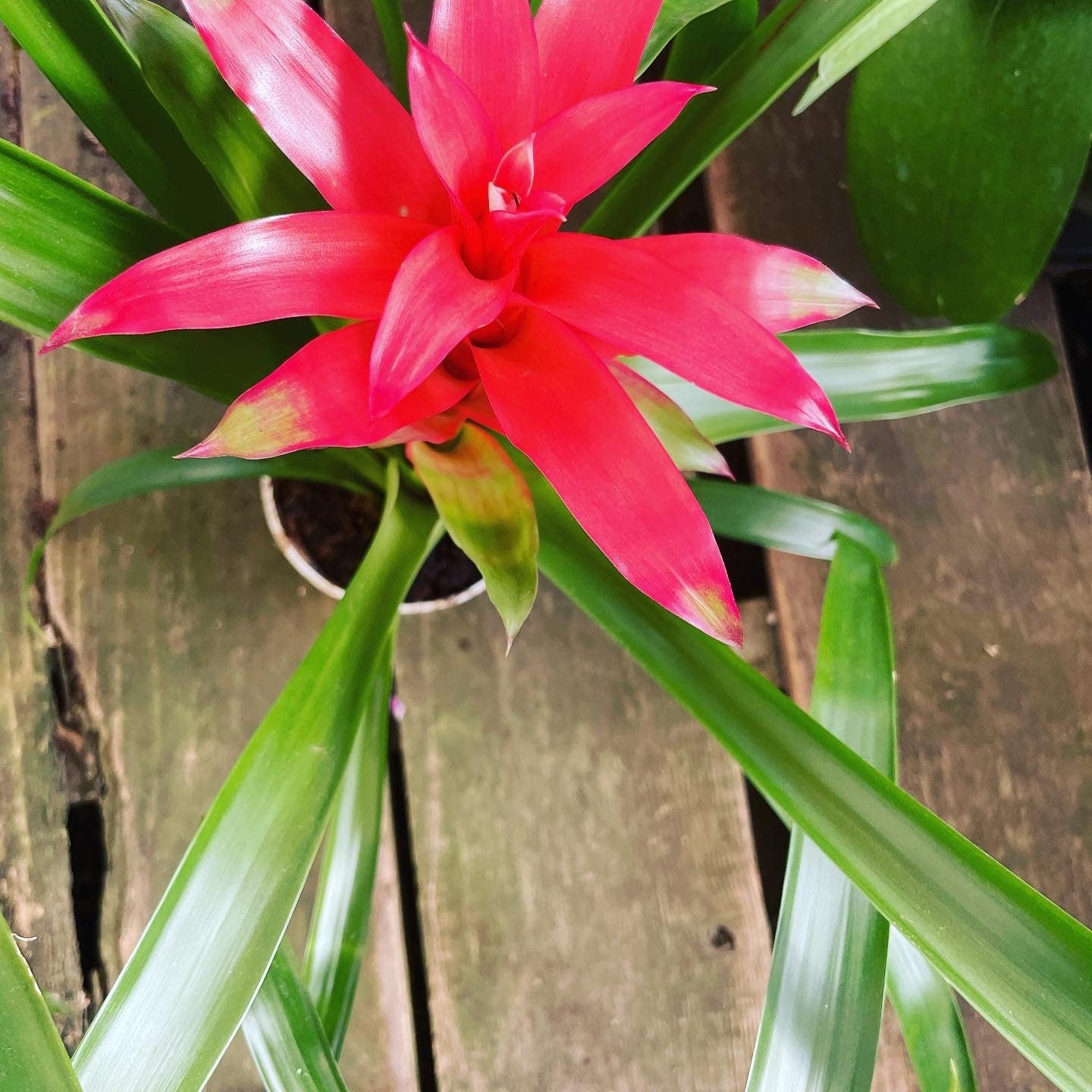 6 inch tall in 4 inch pot -Colorful Bromeliad -easy care keep water in flower cup! Will pup again once bloomed !