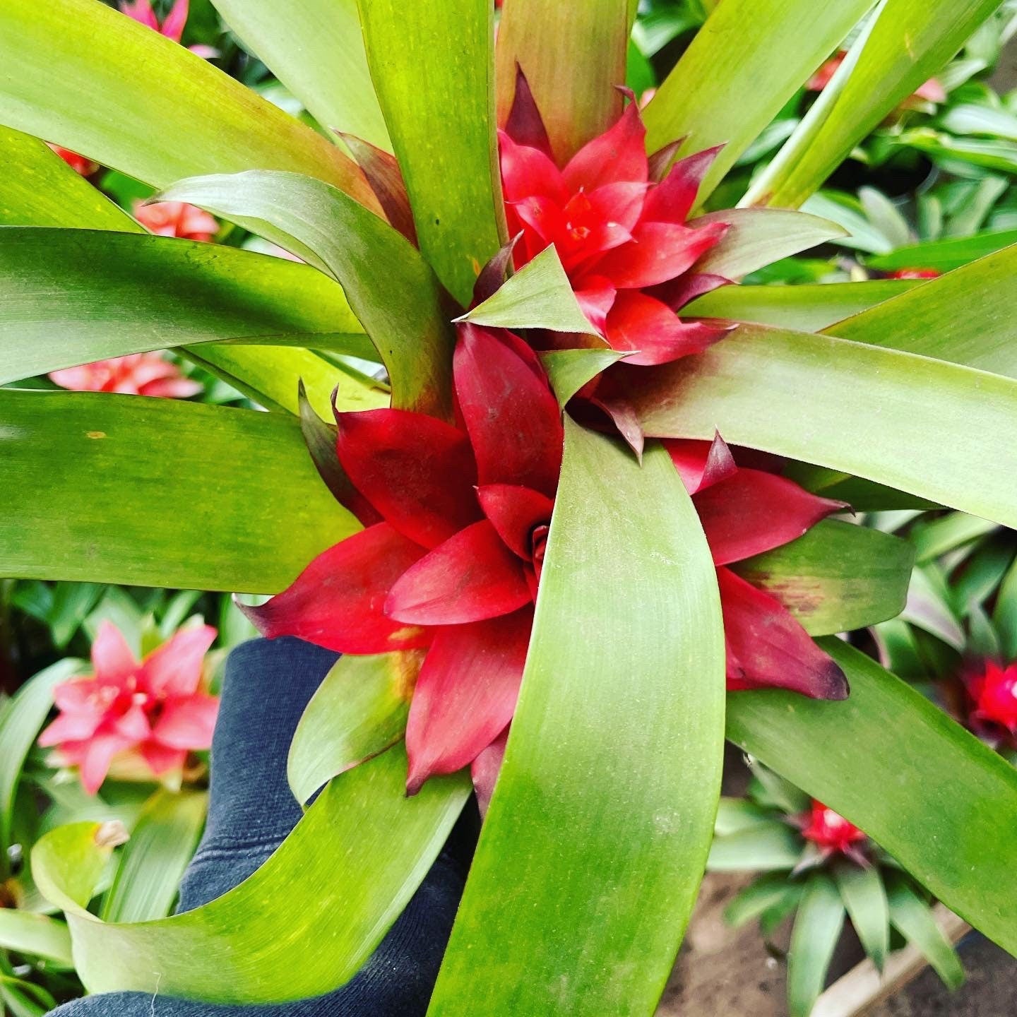 6 inch tall in 4 inch pot -Colorful Bromeliad -easy care keep water in flower cup! Will pup again once bloomed !