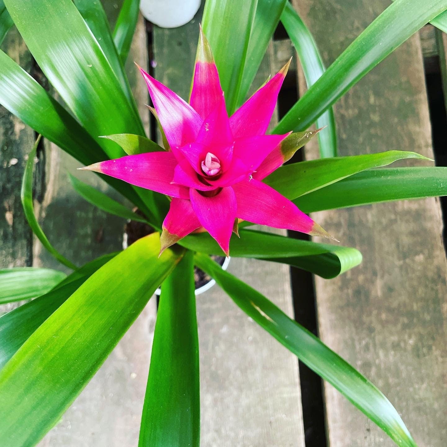 6 inch tall in 4 inch pot -Colorful Bromeliad -easy care keep water in flower cup! Will pup again once bloomed !
