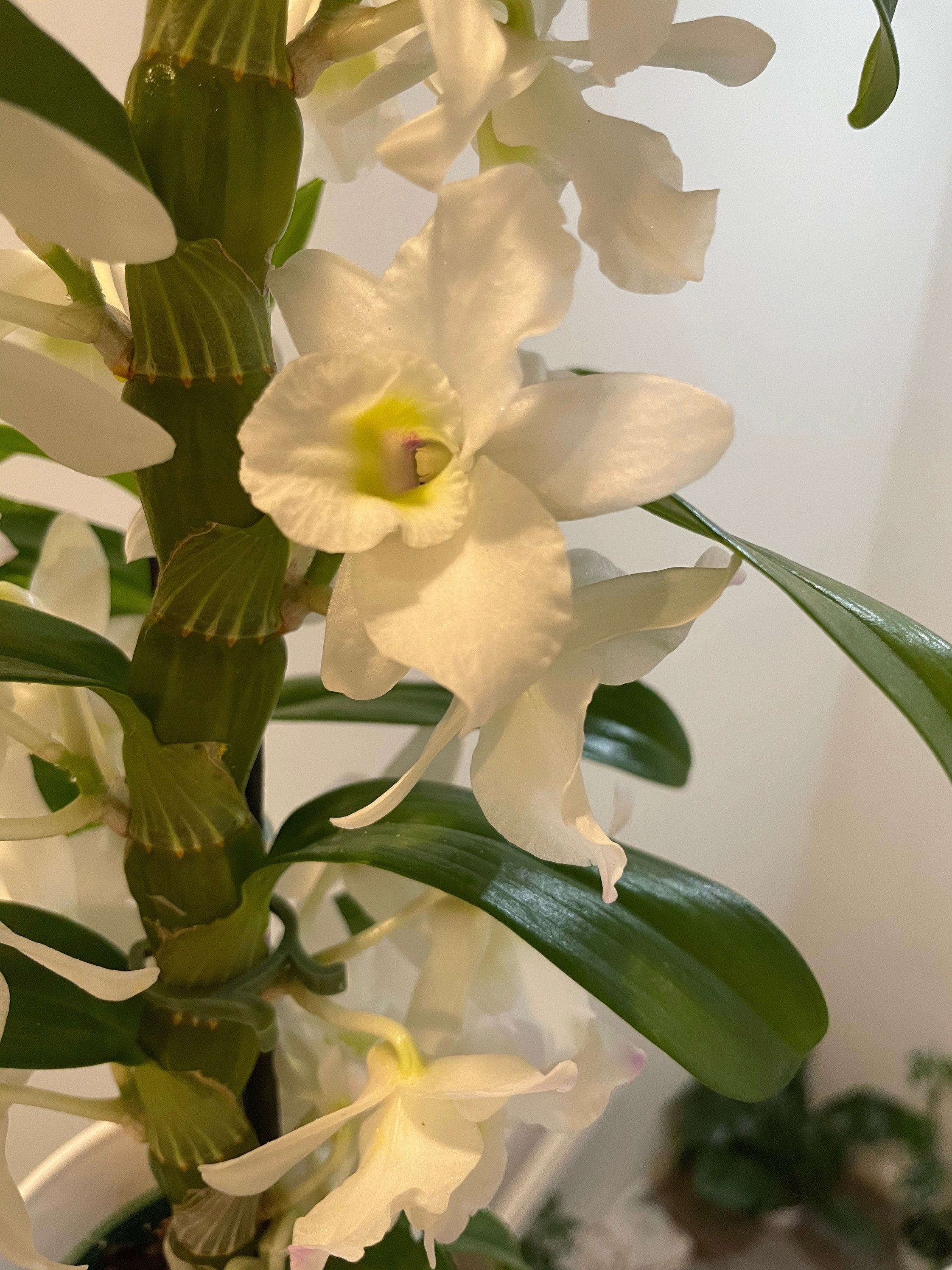 XL -1.5 to 2ft tall white dendrobium nobile blooming new growth-ships with decorative ceramic pot-not exact plant