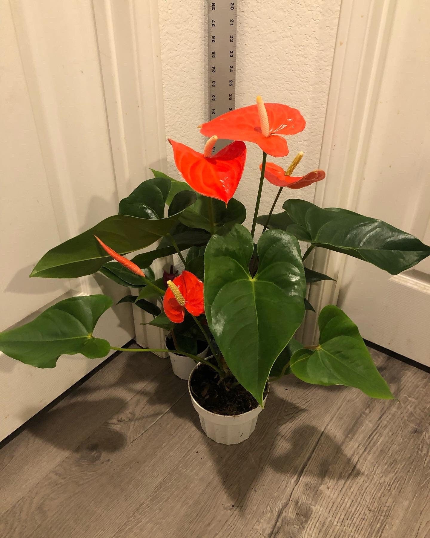 Xtra Large 1.5 ft to 2ft tall -6 inch pot - Neon Orange Anthurium easy care, air purifier-large leaves , large blooms-Anthurium Nebraska