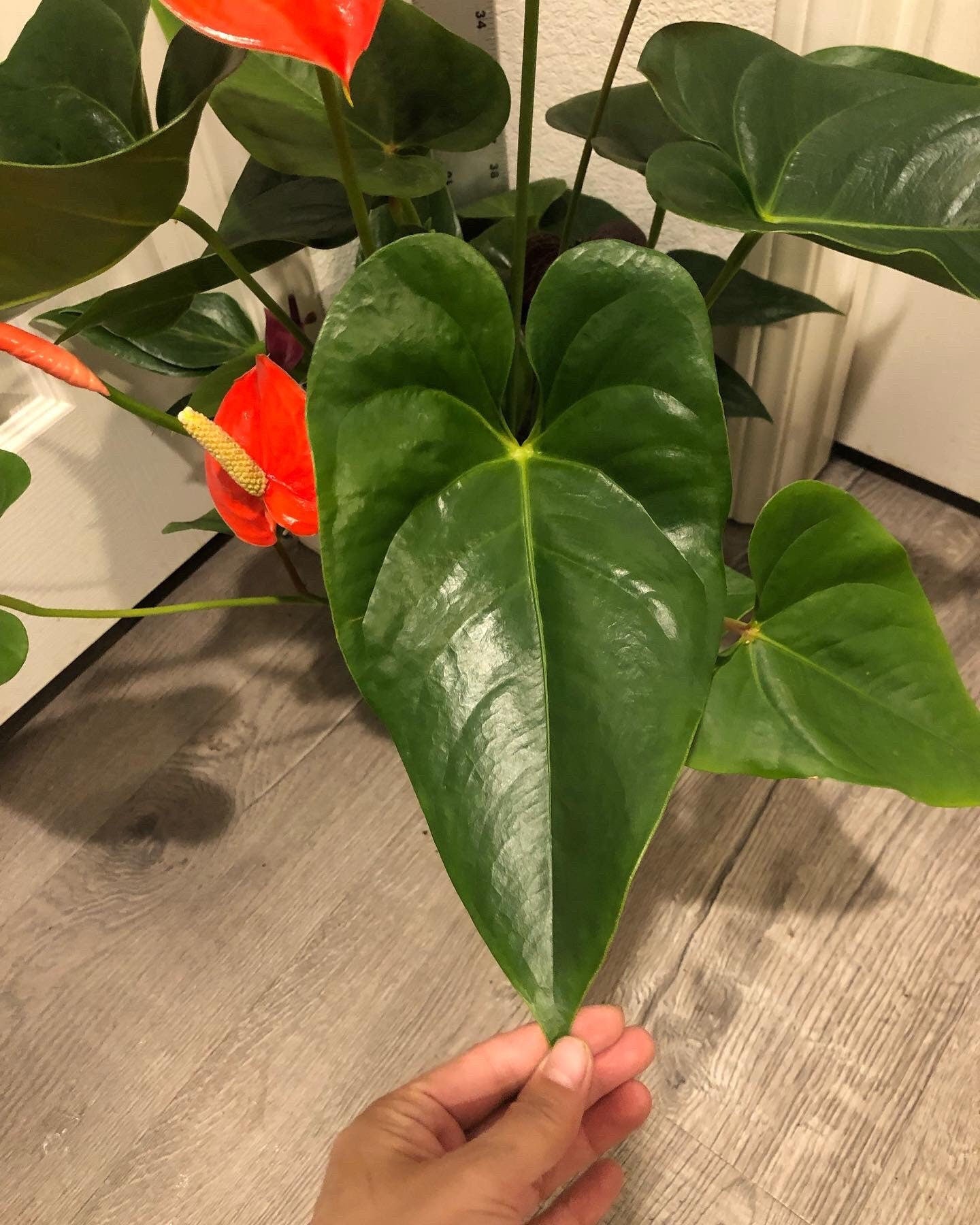Xtra Large 1.5 ft to 2ft tall -6 inch pot - Neon Orange Anthurium easy care, air purifier-large leaves , large blooms-Anthurium Nebraska