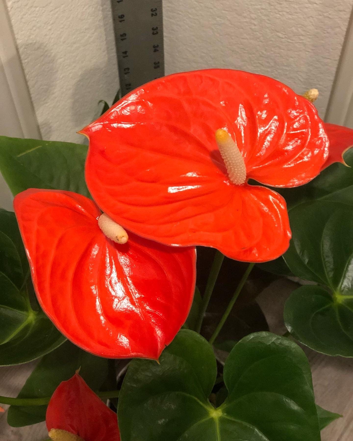 Xtra Large 1.5 ft to 2ft tall -6 inch pot - Neon Orange Anthurium easy care, air purifier-large leaves , large blooms-Anthurium Nebraska