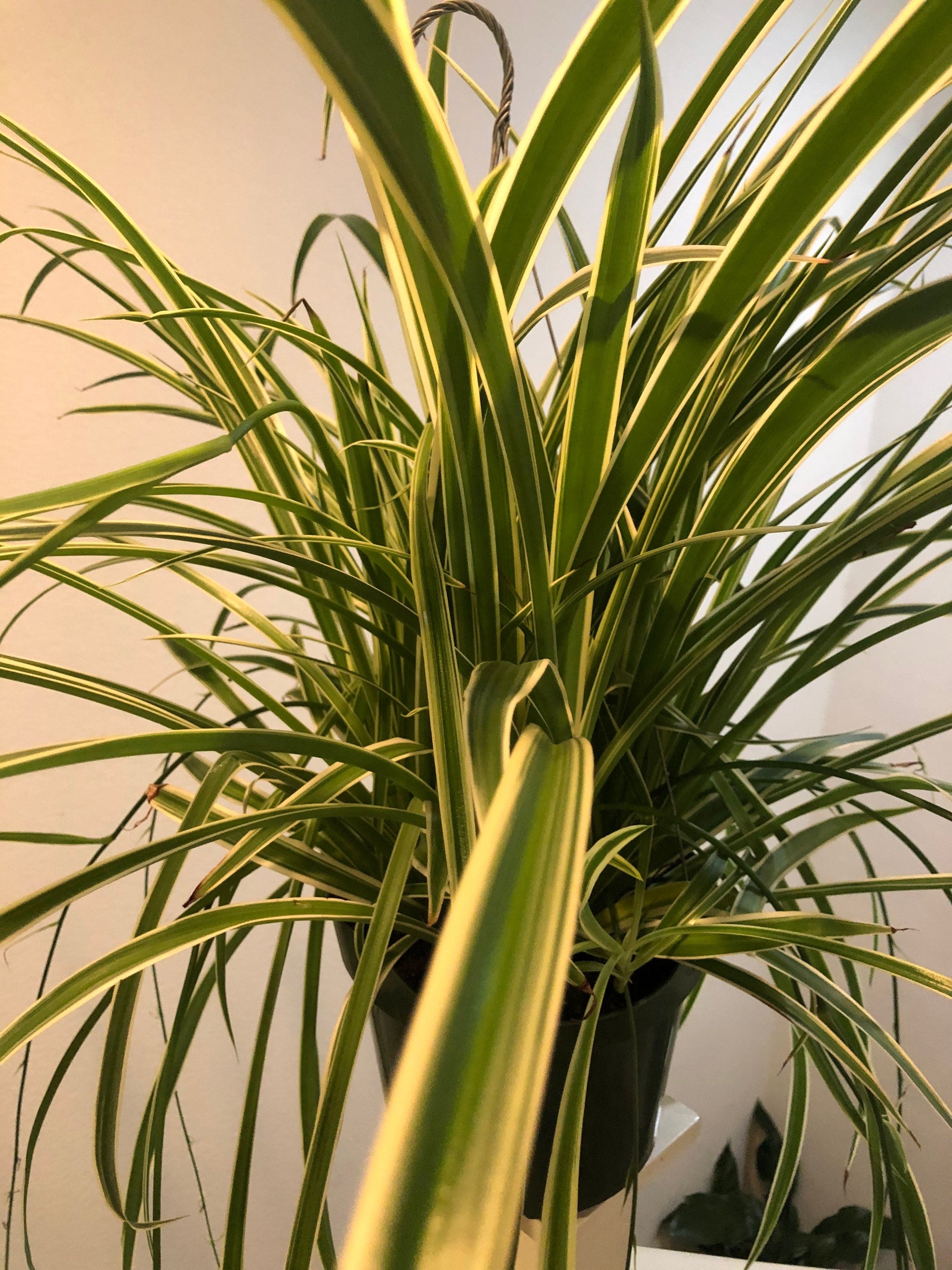 XXL -Live8 inch pot- Chlorophytum Spider, lightly Reverse Variegated! Easy starter plant , air purifier Indoor Plant-not exact plant