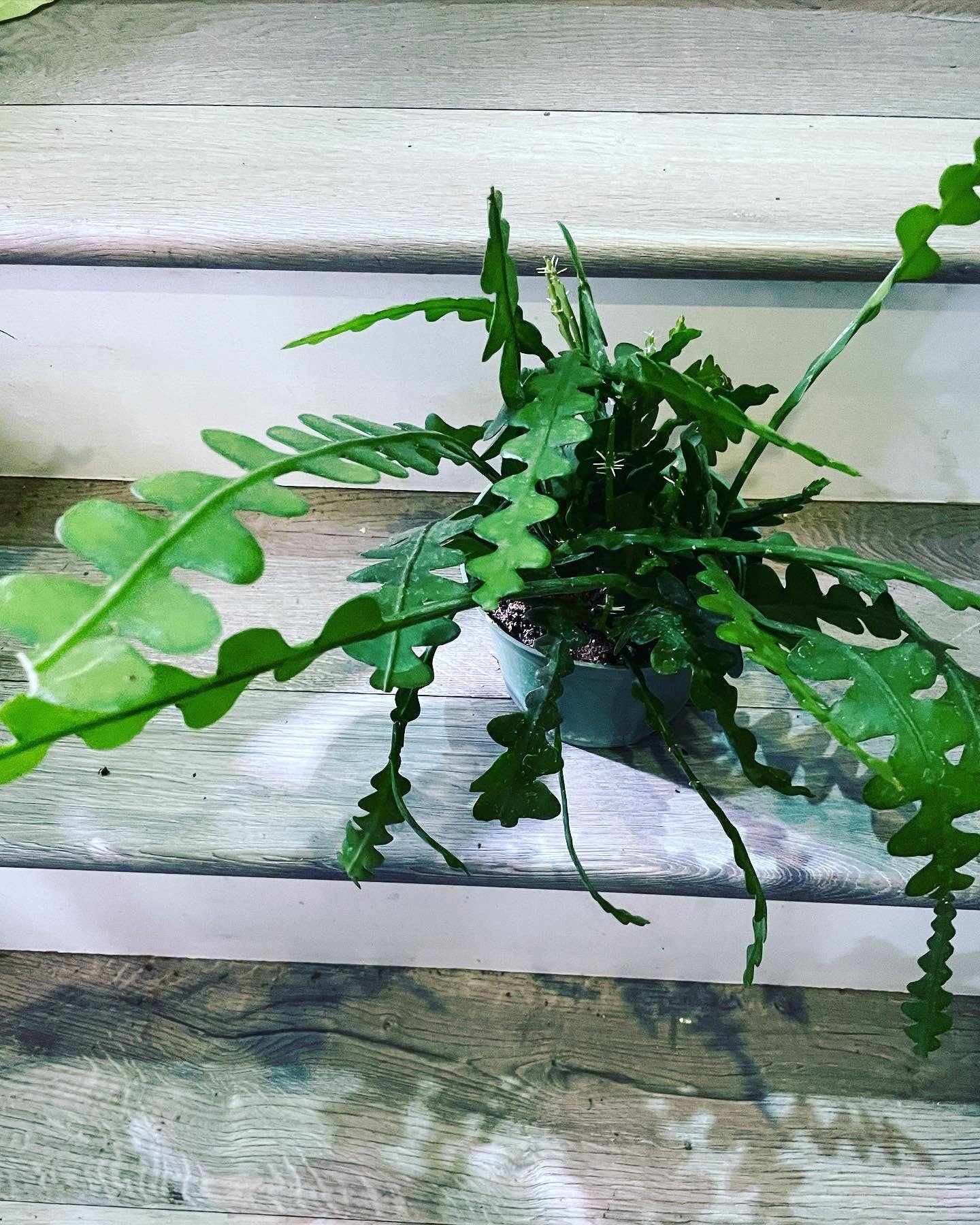 XL -1ft trailing Hard to Find this size -Cactus (Rare Ric-Rac) -Fish Bone Cactus -Epiphyllum Anguliger-similar to picture