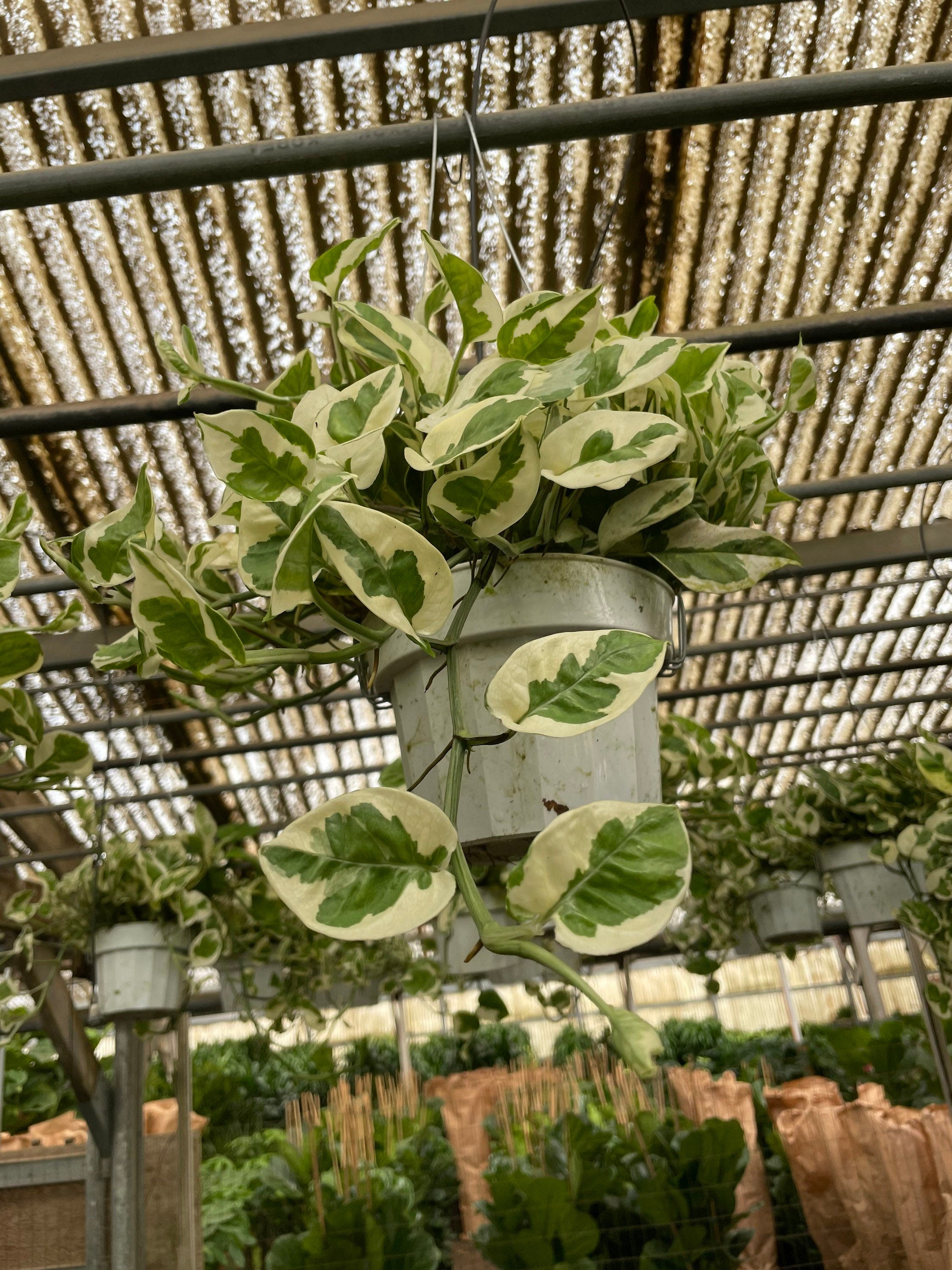 6 " N Joy Pothos -Plant similar for picture