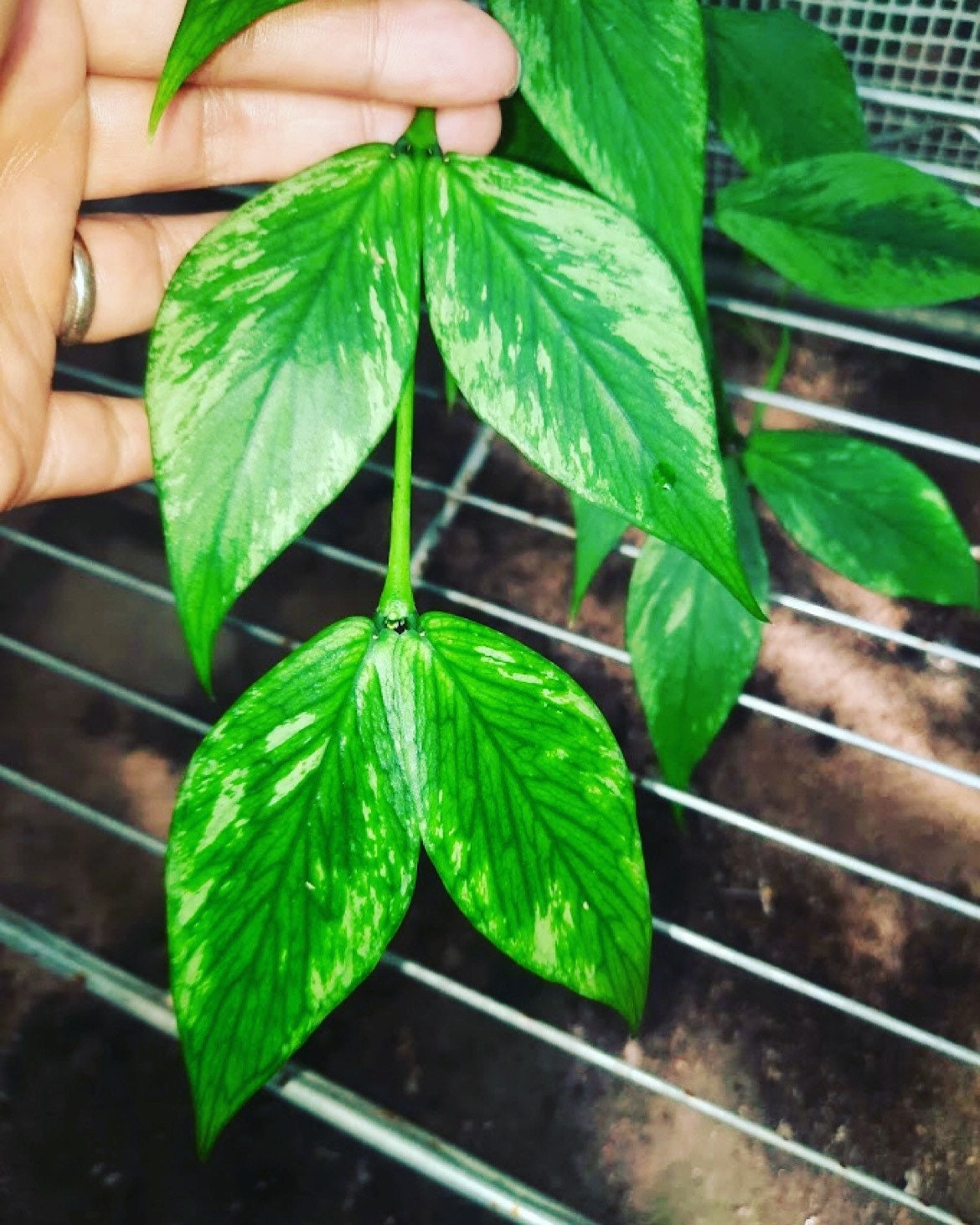 2 node -4 leaf Cutting -hoya polyneura-must know how to root cuttings-no refunds