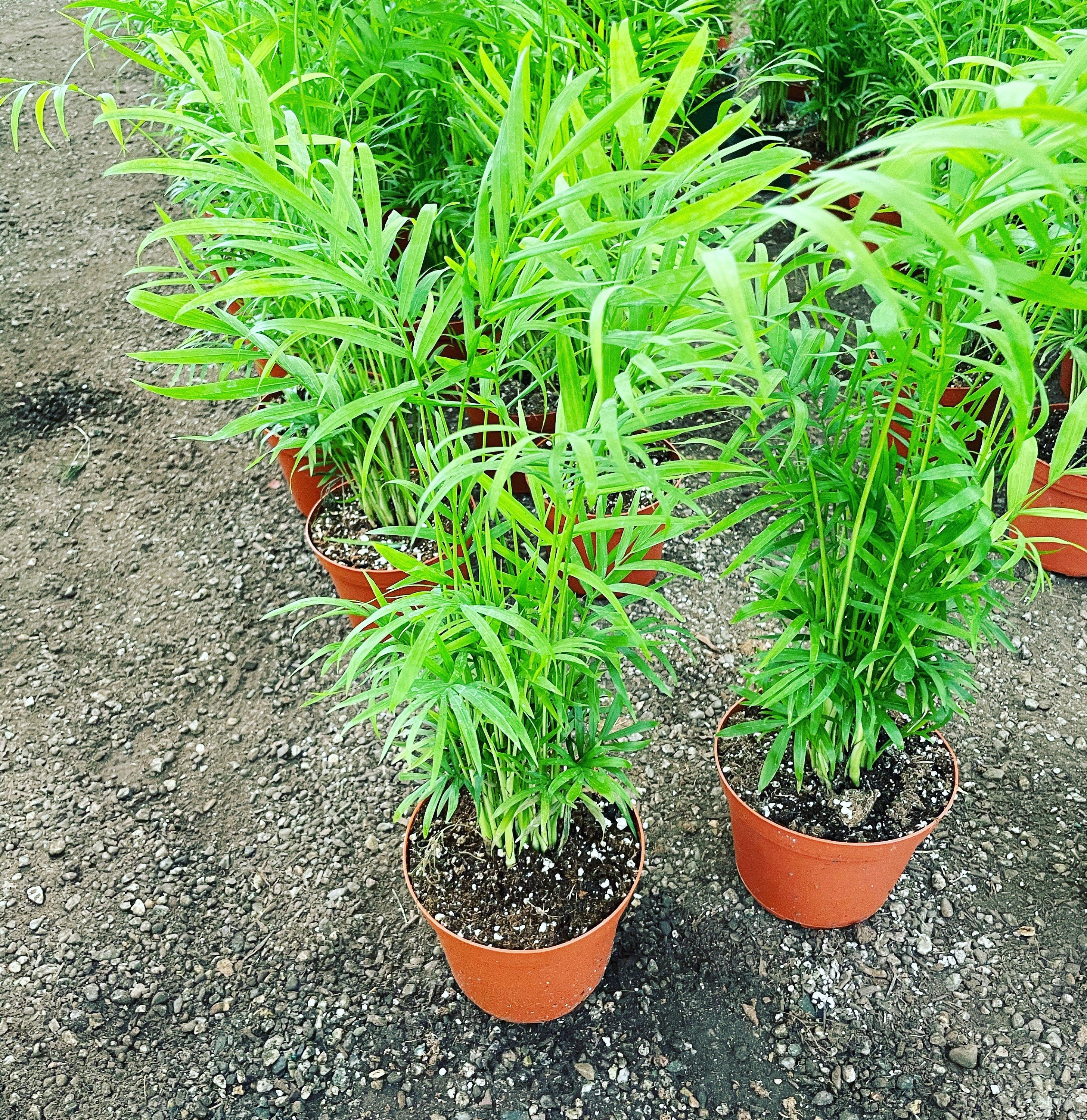 1 ft Tall -6 inch pot-Parlor Palm , Neanthe Bella Palm, Chamaedorea Elegans indoor or outdoor -low maintenance-pet friendly