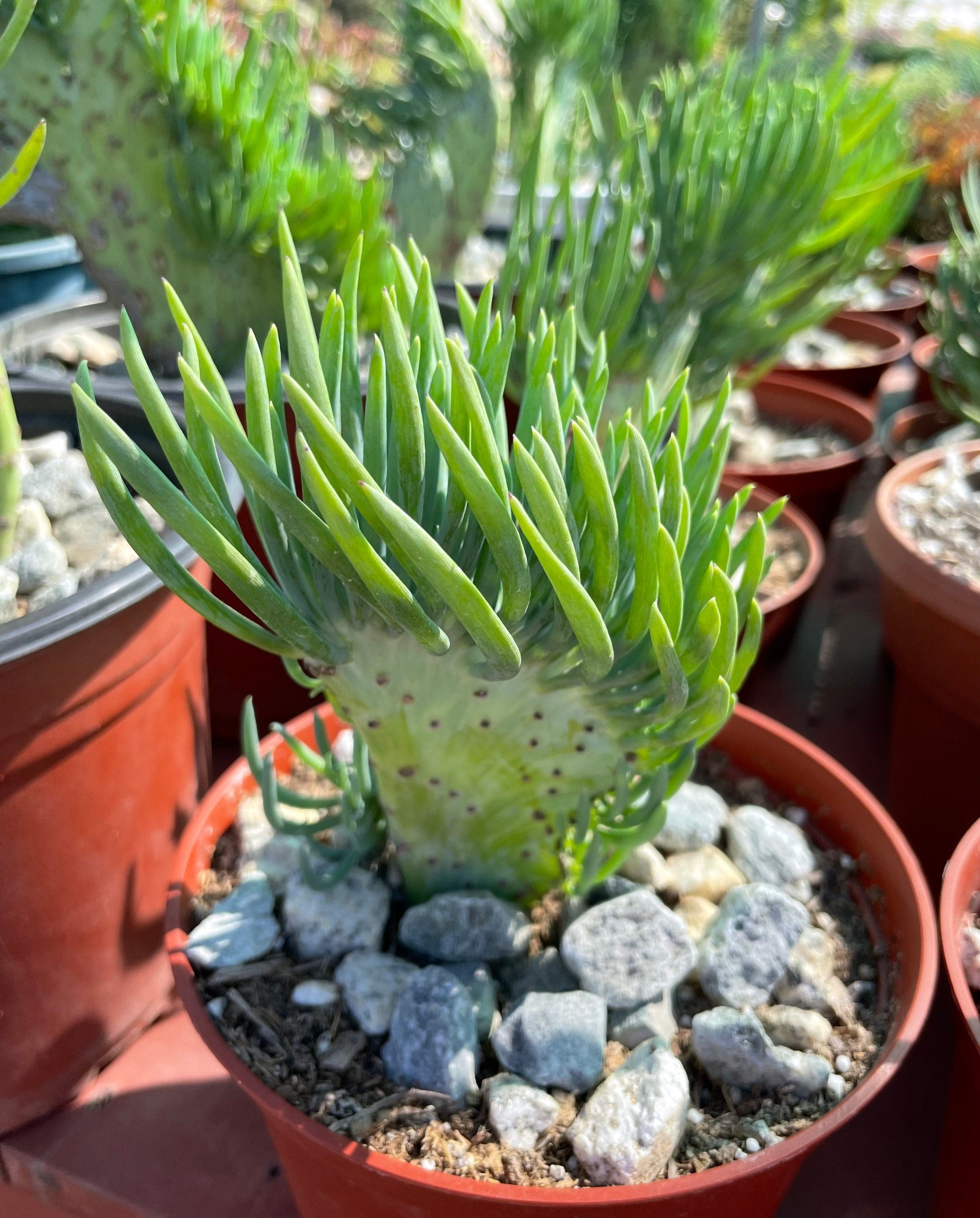 Mermaid Tail Crested high quality Senecio