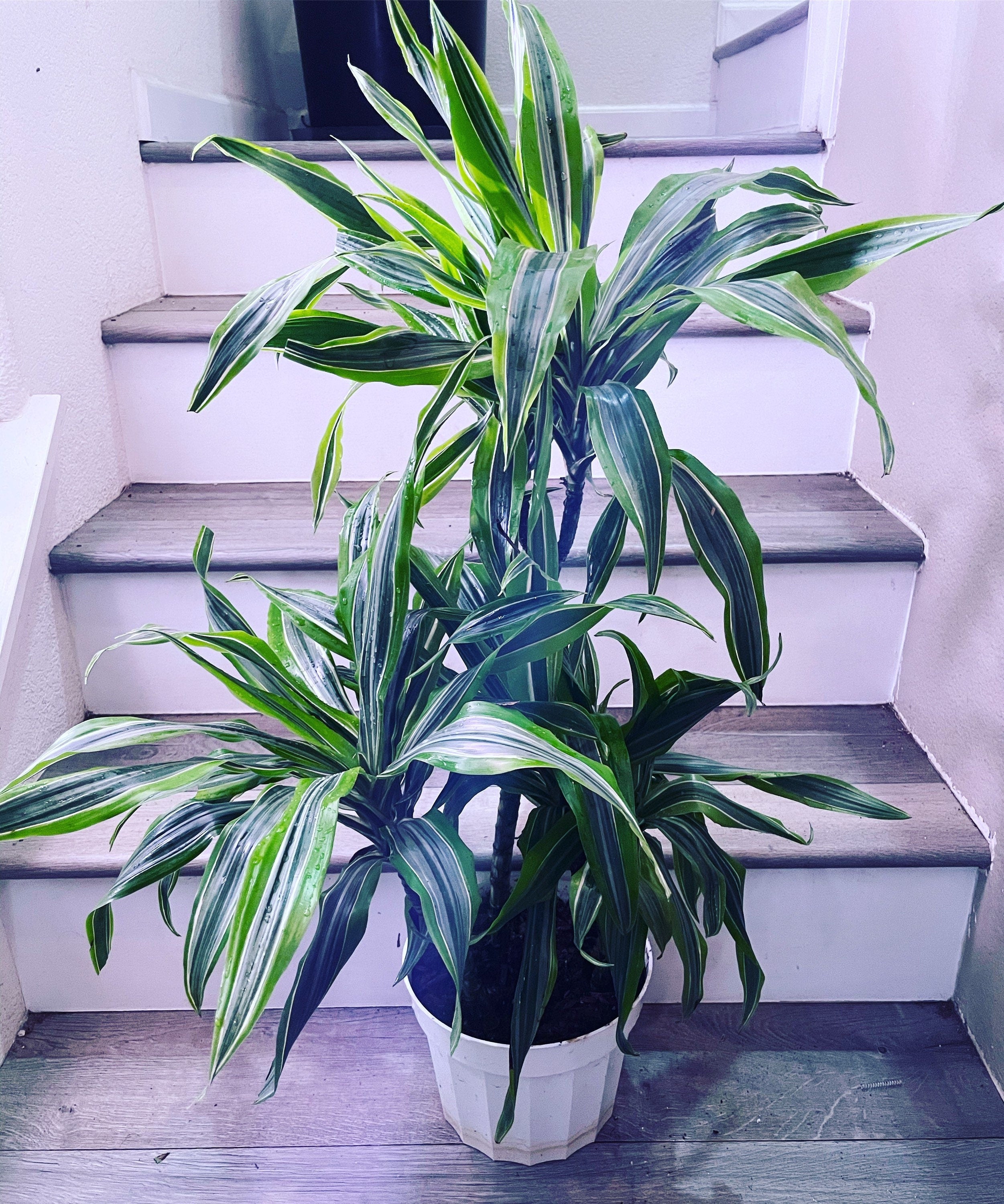 3 ft tall- hard to find this size -Warneckii Dracaena (Dracaena fragrans ‘Warneckii’)-east care -low light -air purifier