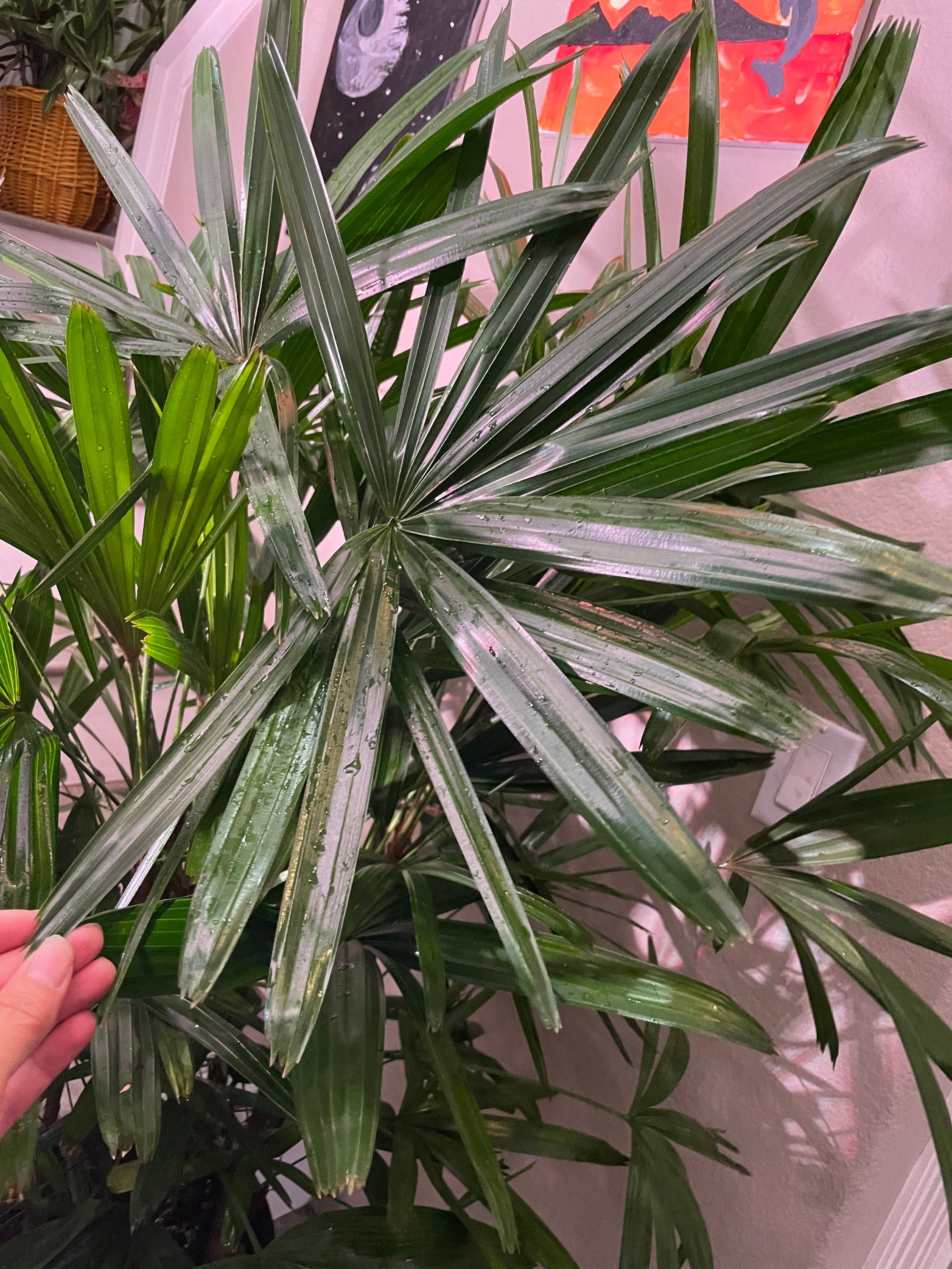 3-4 feet Tall -Rhapis Palm -indoor or outdoor -low maintenance easy care-similar to photo not exact plant