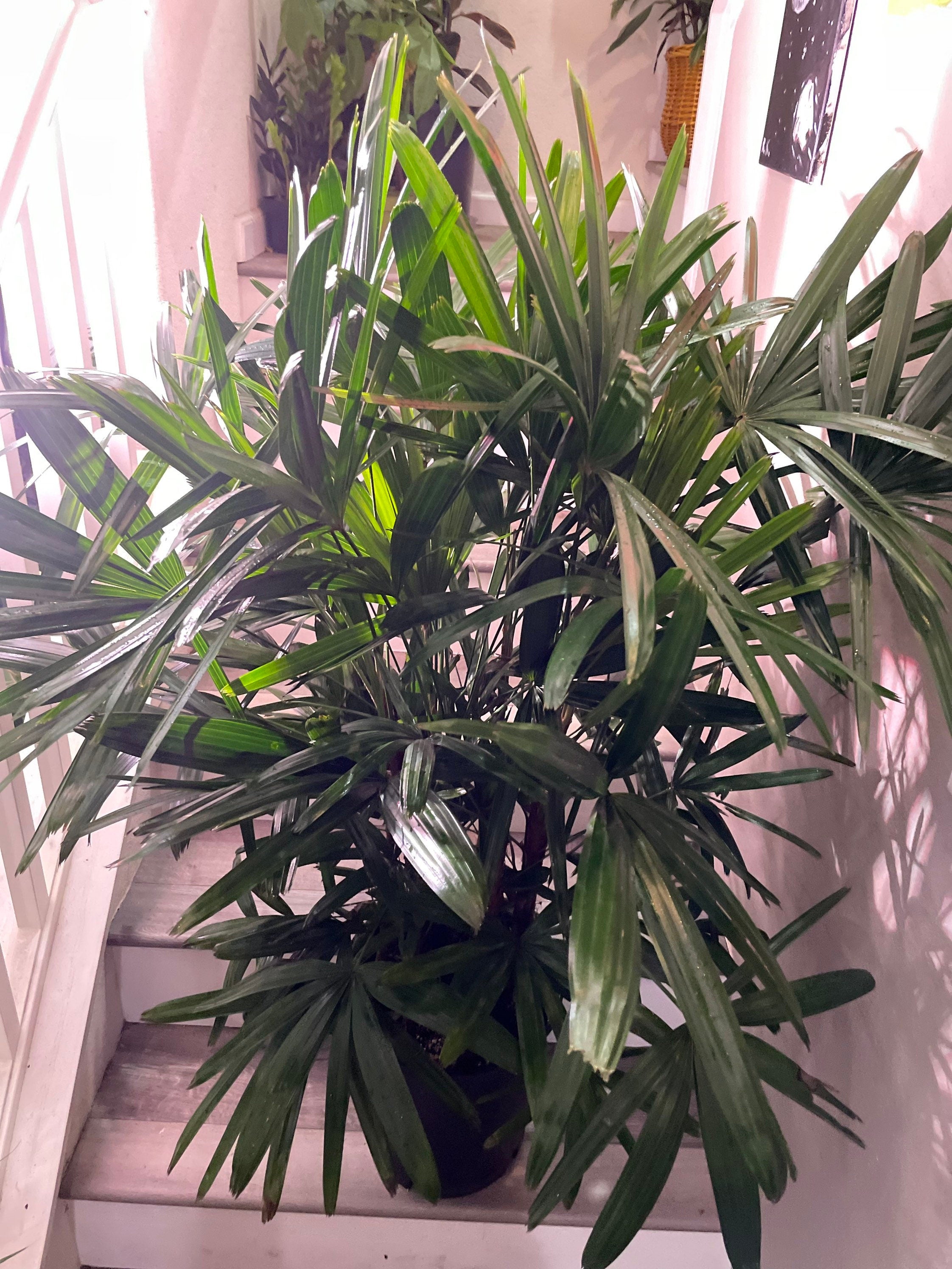 3-4 feet Tall -Rhapis Palm -indoor or outdoor -low maintenance easy care-similar to photo not exact plant