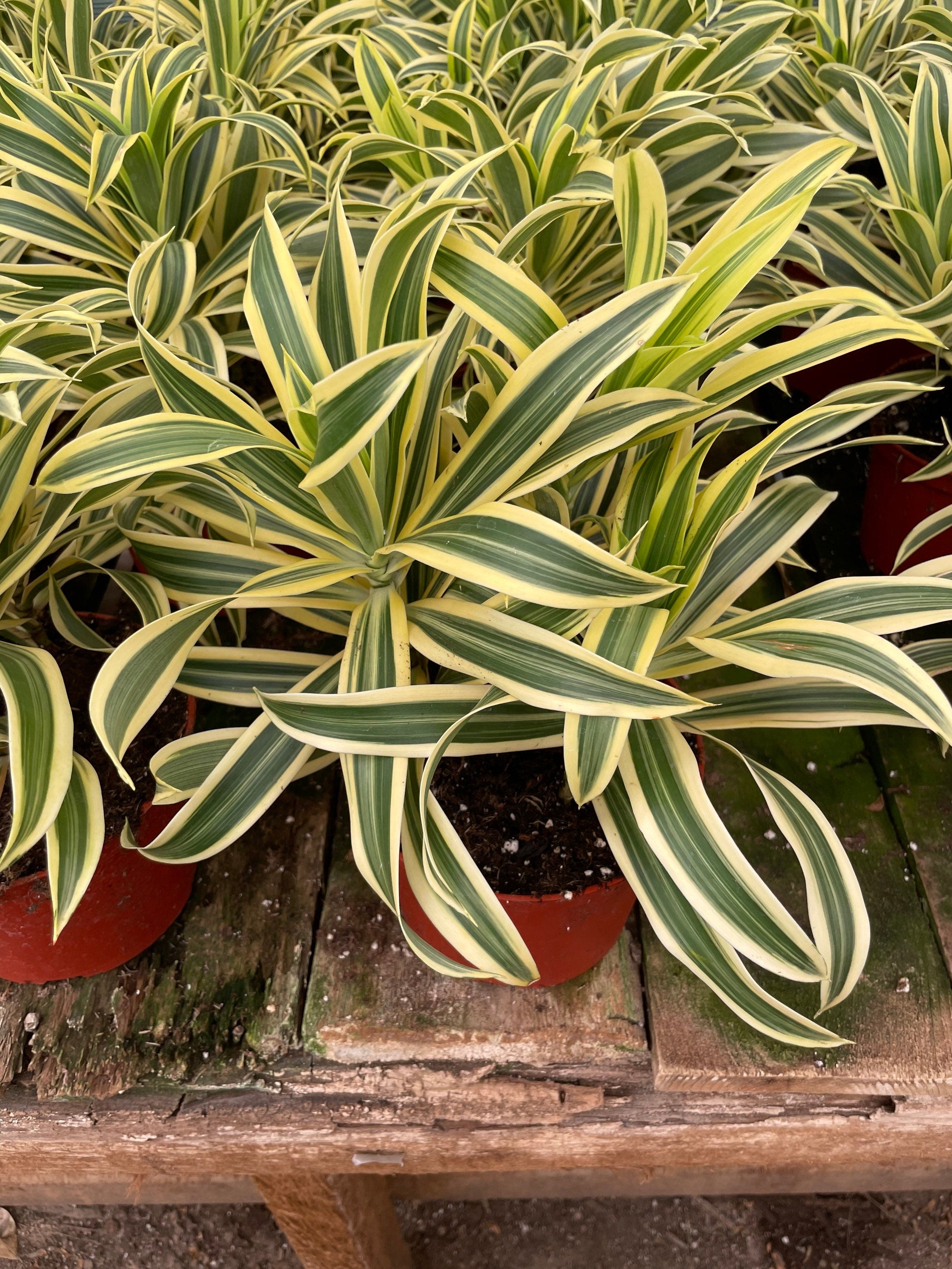 6 inch potted -Song of India- variegated Dracaena