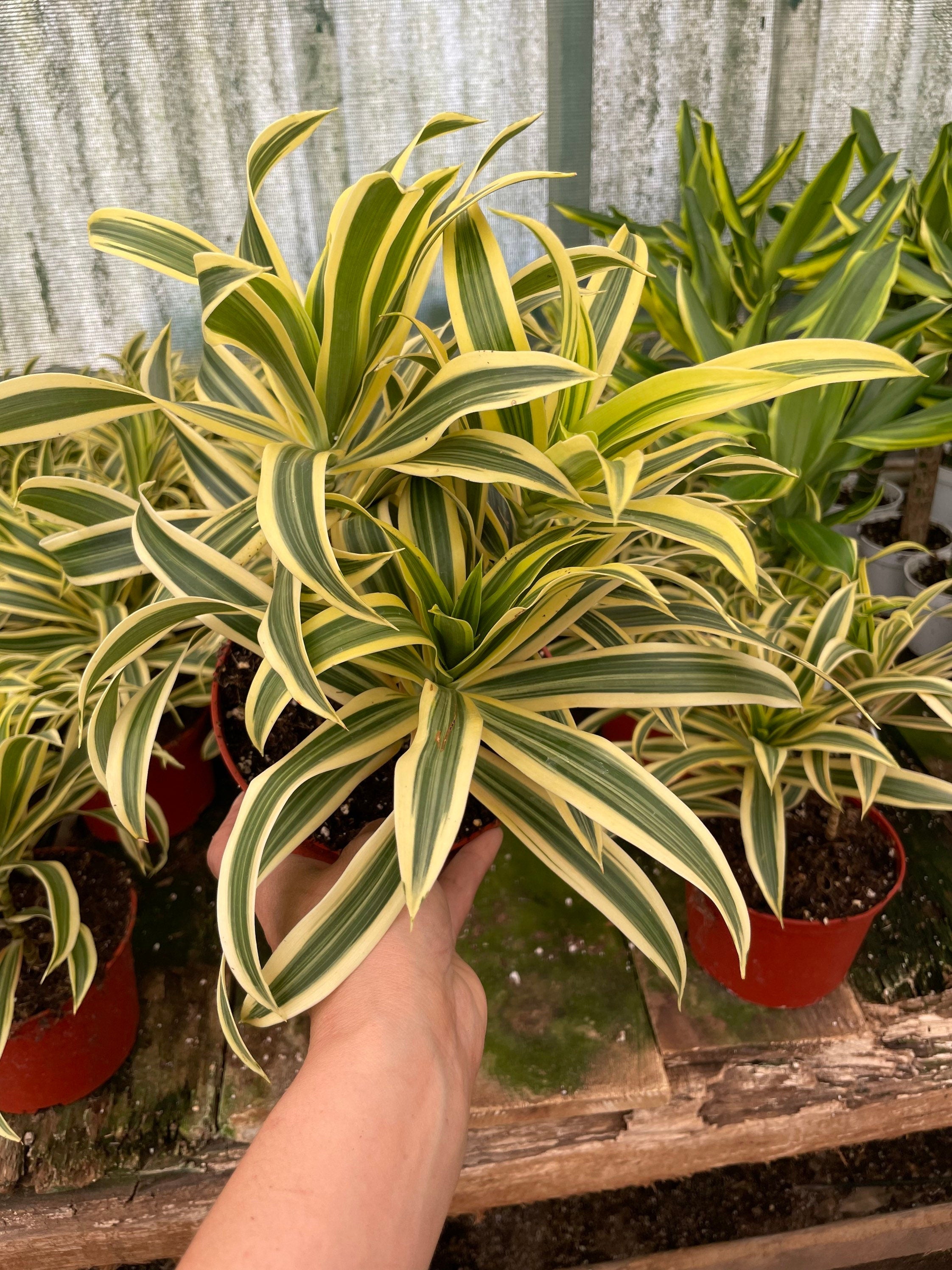 6 inch potted -Song of India- variegated Dracaena