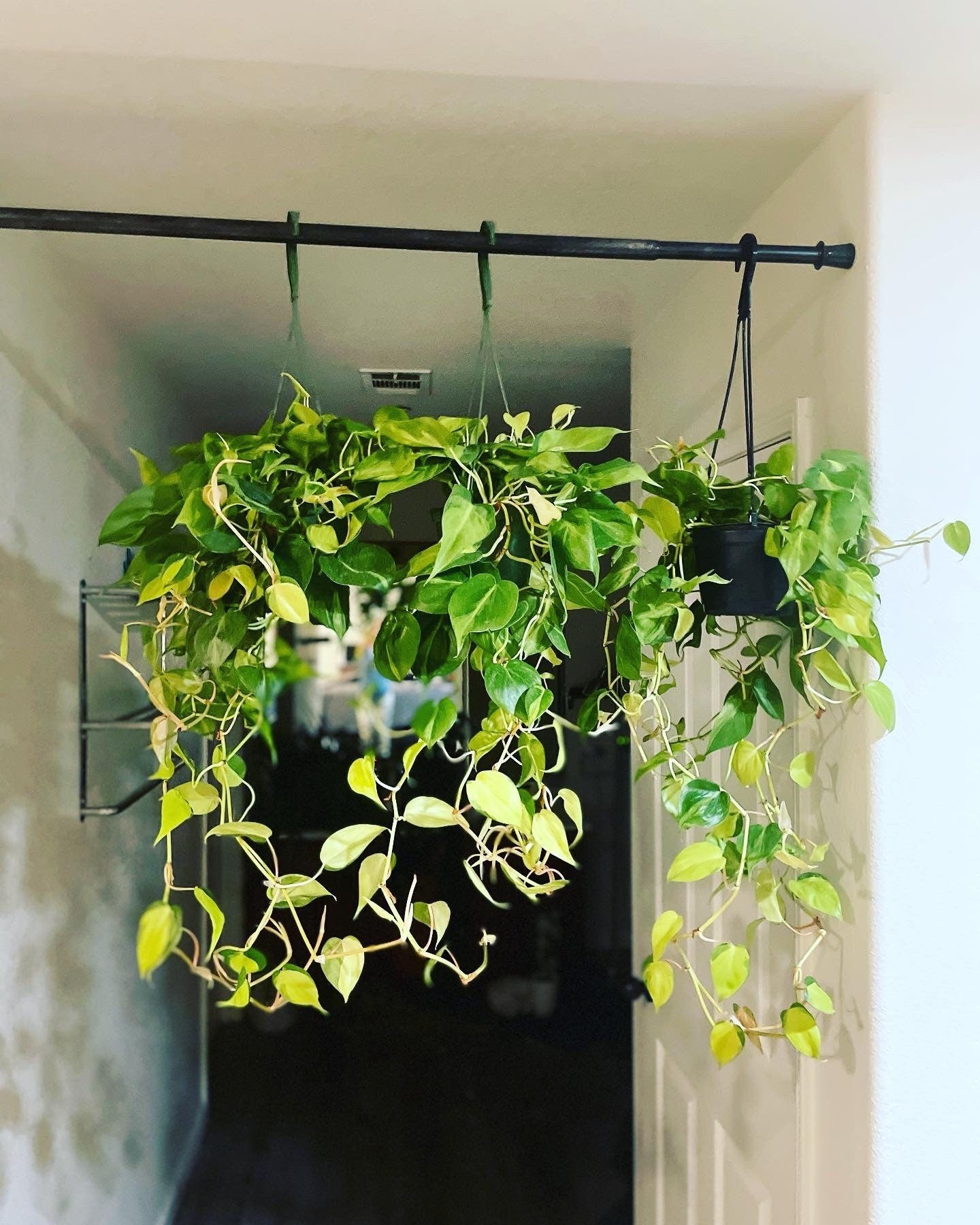 6 " potted 2 ft trails-Philodendron Cordatum Brasil, Heart Shaped Chartreuse Variegated Leaves, Live Indoor Tropical Plant-similar not exact