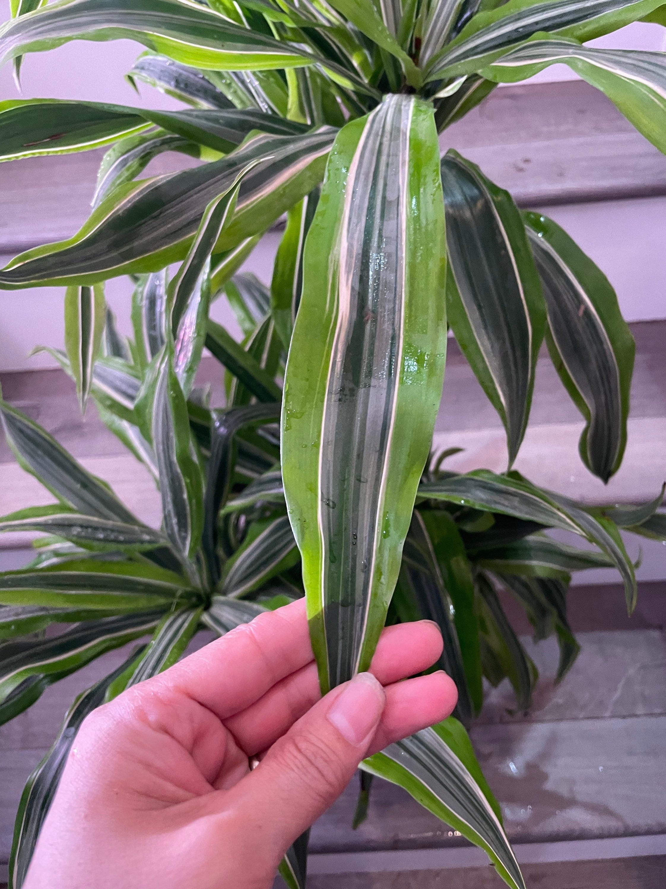 3 ft tall- hard to find this size -Warneckii Dracaena (Dracaena fragrans ‘Warneckii’)-east care -low light -air purifier