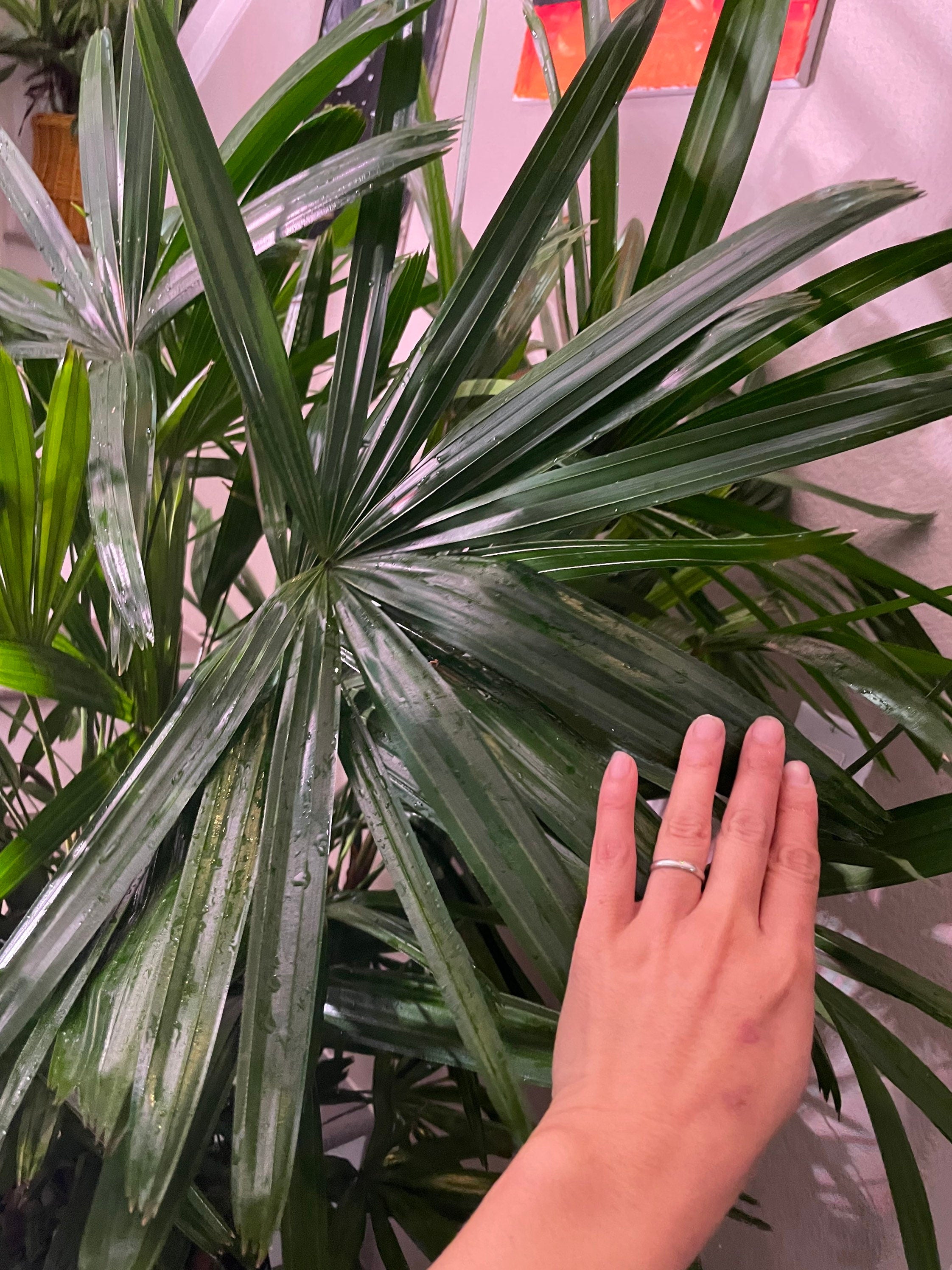 3-4 feet Tall -Rhapis Palm -indoor or outdoor -low maintenance easy care-similar to photo not exact plant