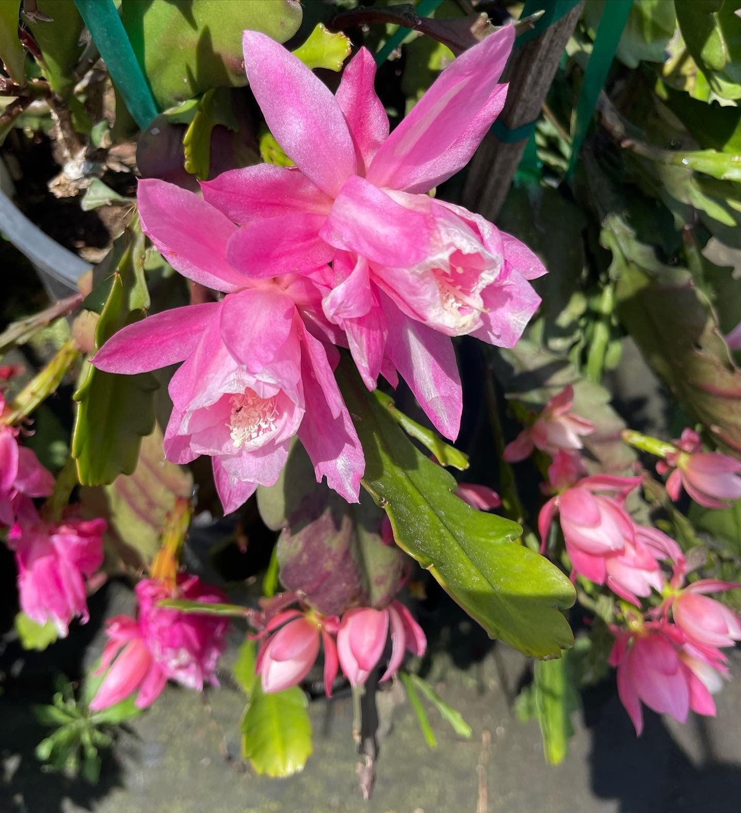 Rare - 7 large flowering epiphyllum orchid cactus- mature cuttings will flower-6 to 8 inches .
