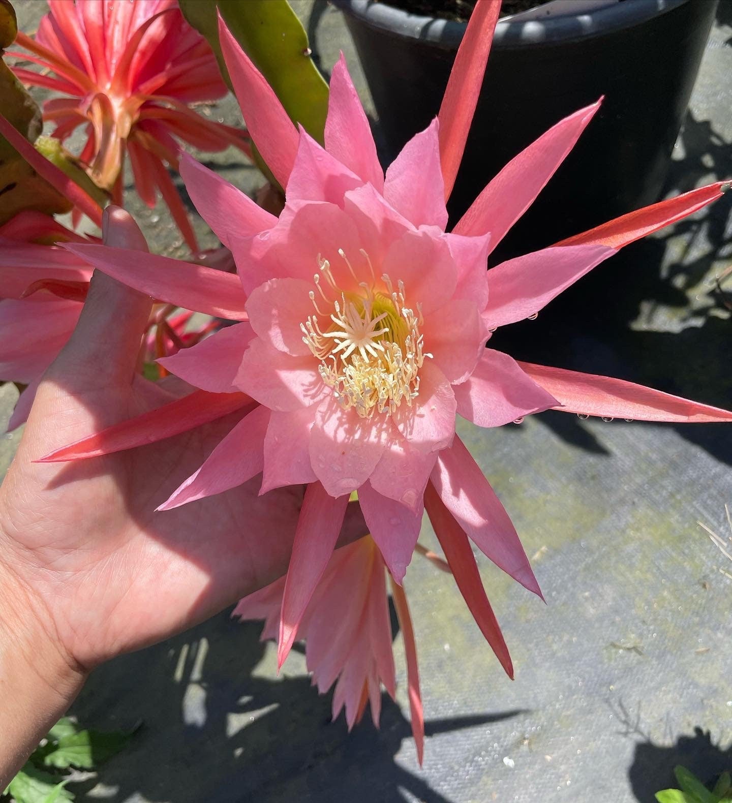 Rare - 7 large flowering epiphyllum orchid cactus- mature cuttings will flower-6 to 8 inches .