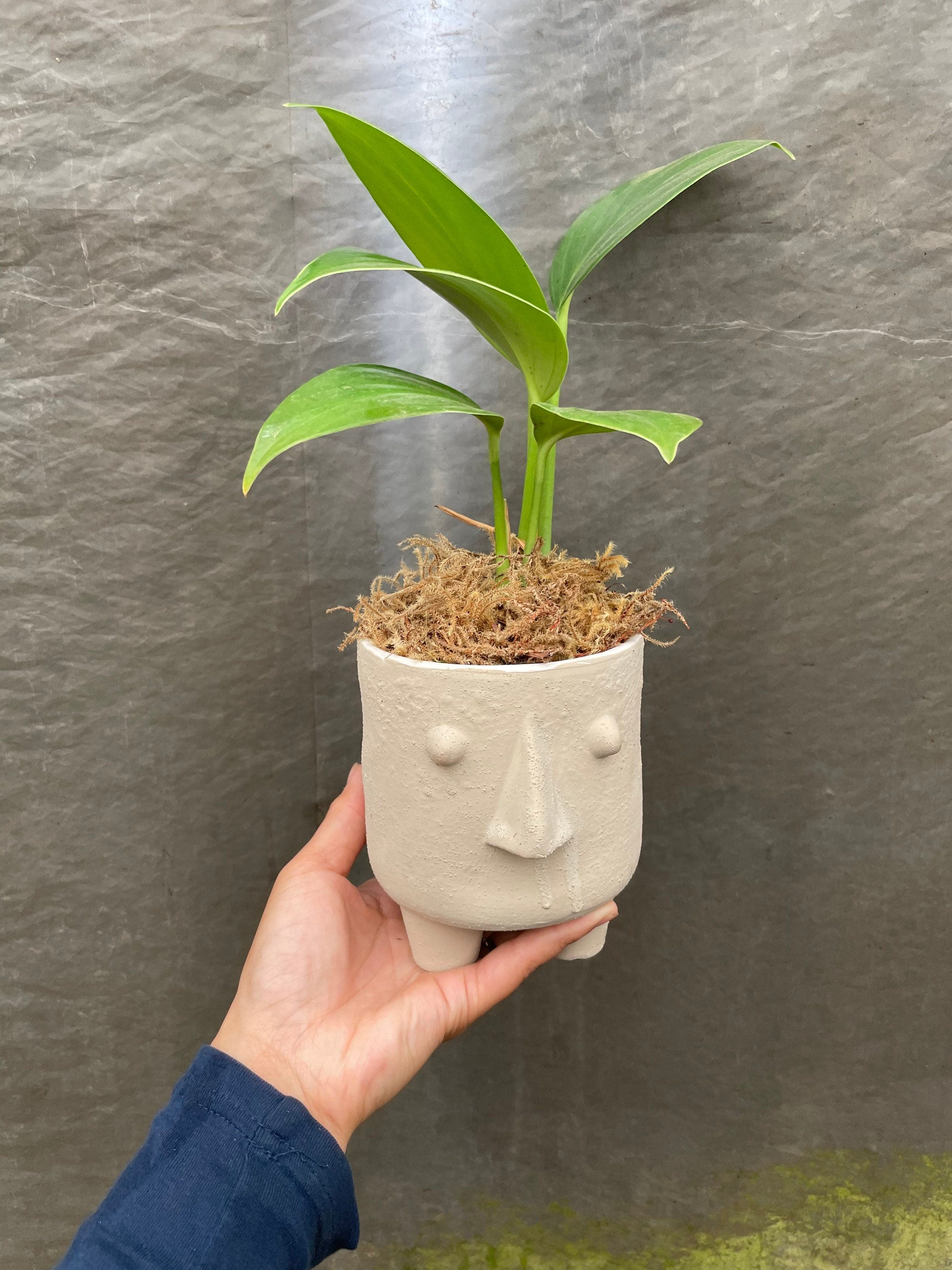 4 inch potted -Monstera Raphidophora Decursiva - Dragon&