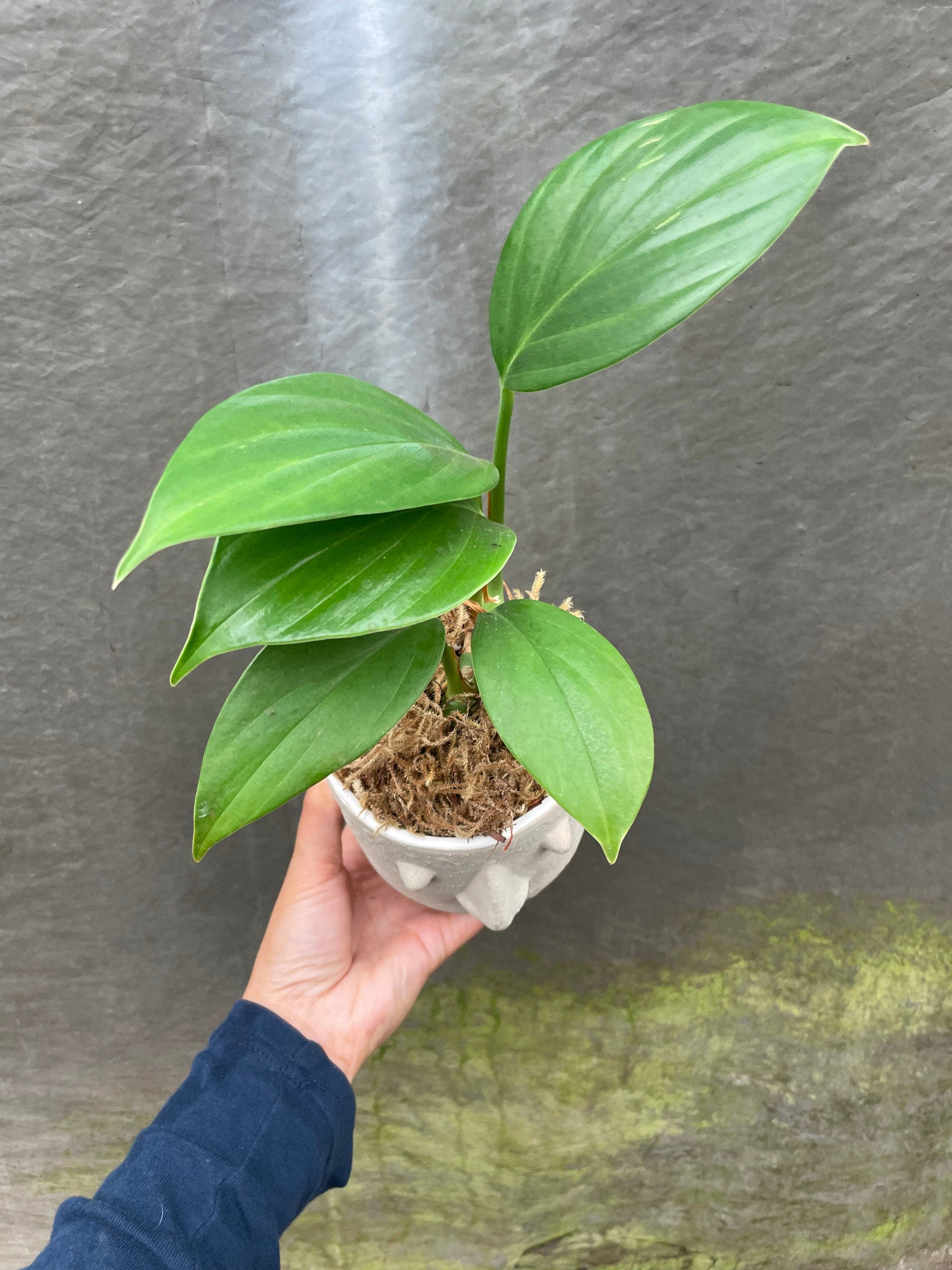 4 inch potted -Monstera Raphidophora Decursiva - Dragon&