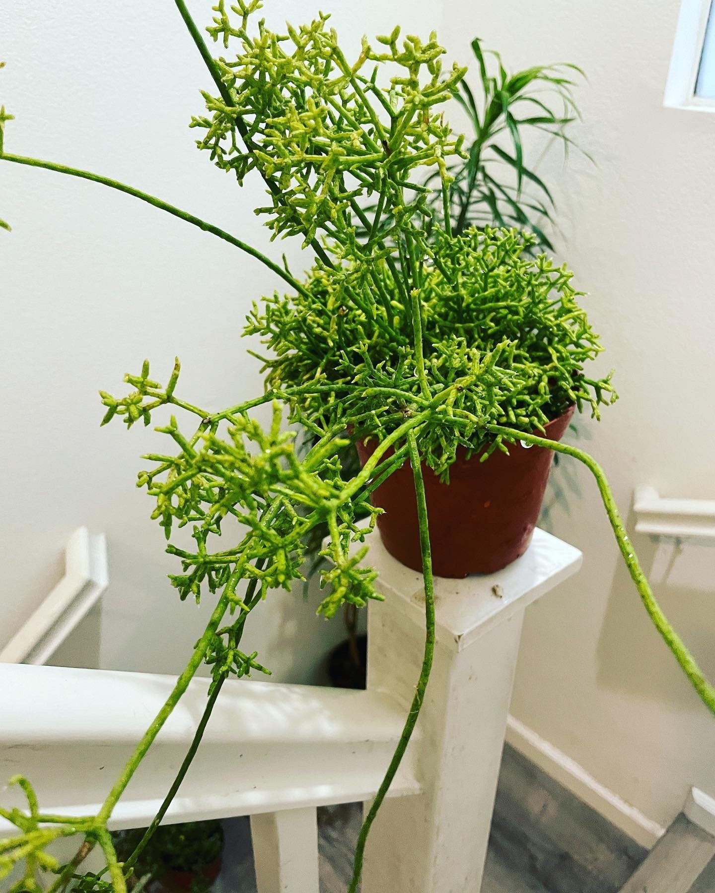XL-6 inch potted - rhipsalis cereuscula -exotic rhipsalis -hard to find this size -exact plant as pictured