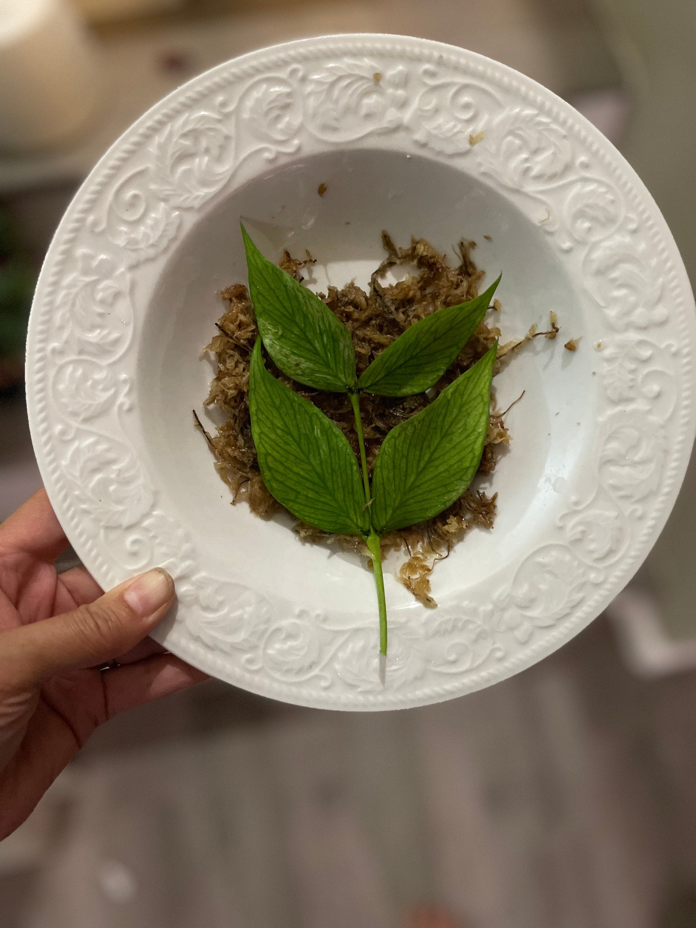 2 node -4 leaf Cutting -hoya polyneura-must know how to root cuttings-no refunds