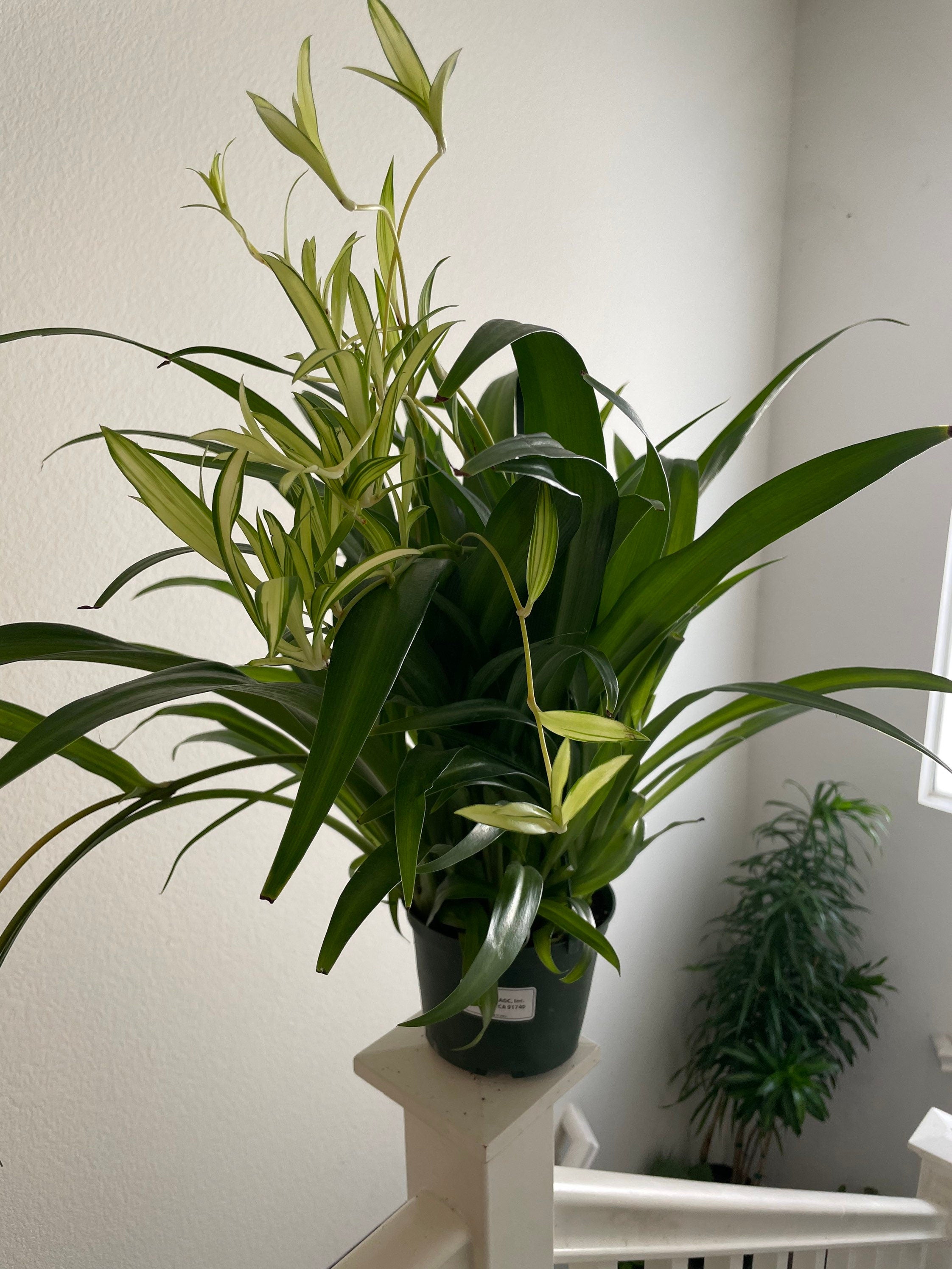 XL - 6 inch potted -green Spider plant with babies -Air Purifying Indoor Plant Chlorophytum -similar to photo not exact-