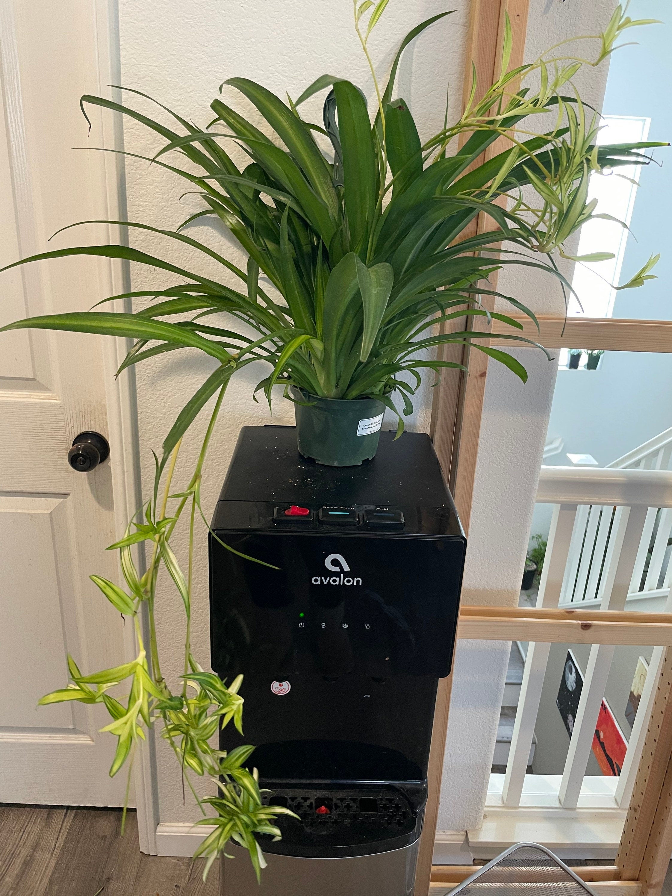 XL - 6 inch potted -green Spider plant with babies -Air Purifying Indoor Plant Chlorophytum -similar to photo not exact-