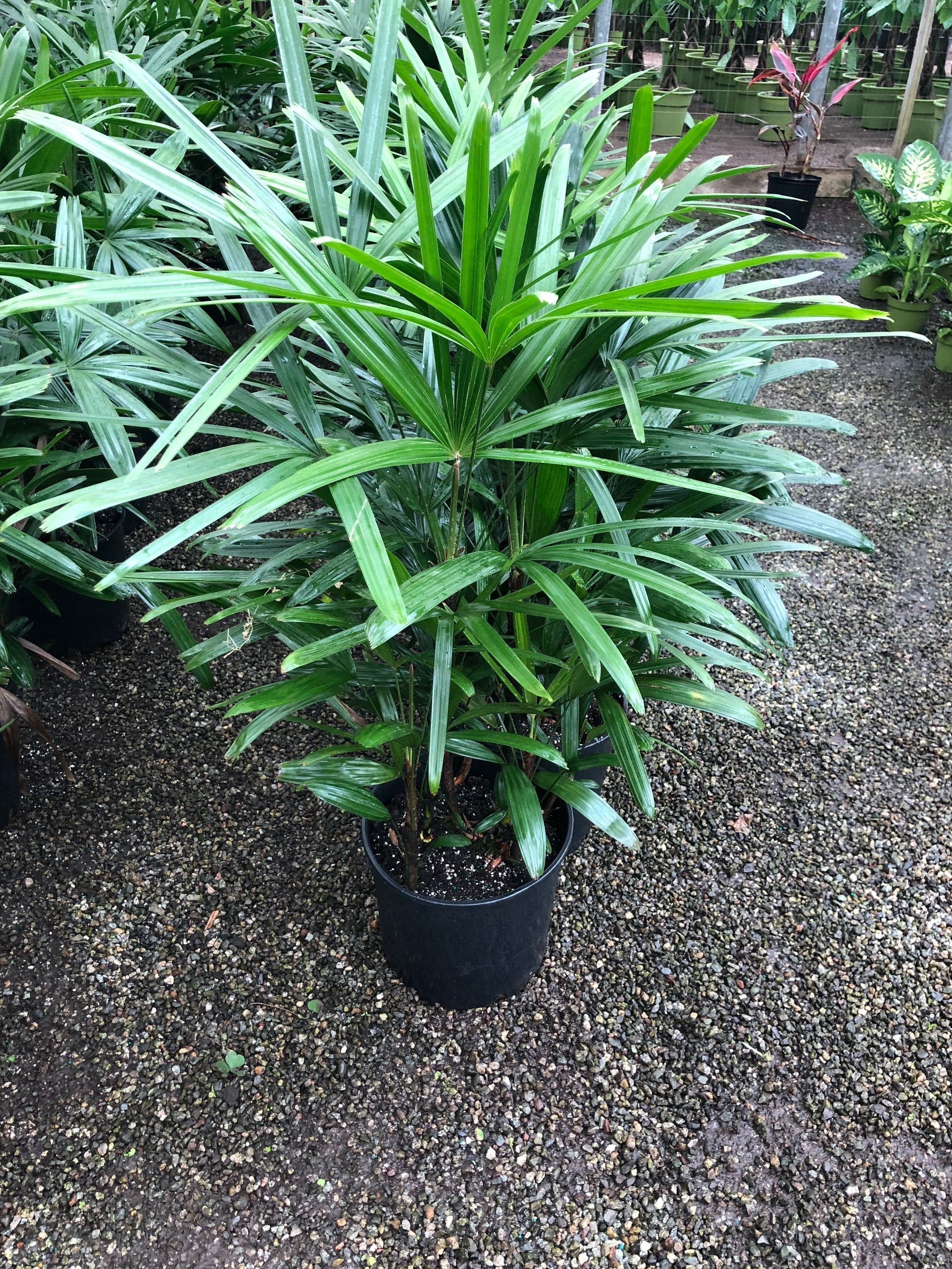 3-4 feet Tall -Rhapis Palm -indoor or outdoor -low maintenance easy care-similar to photo not exact plant