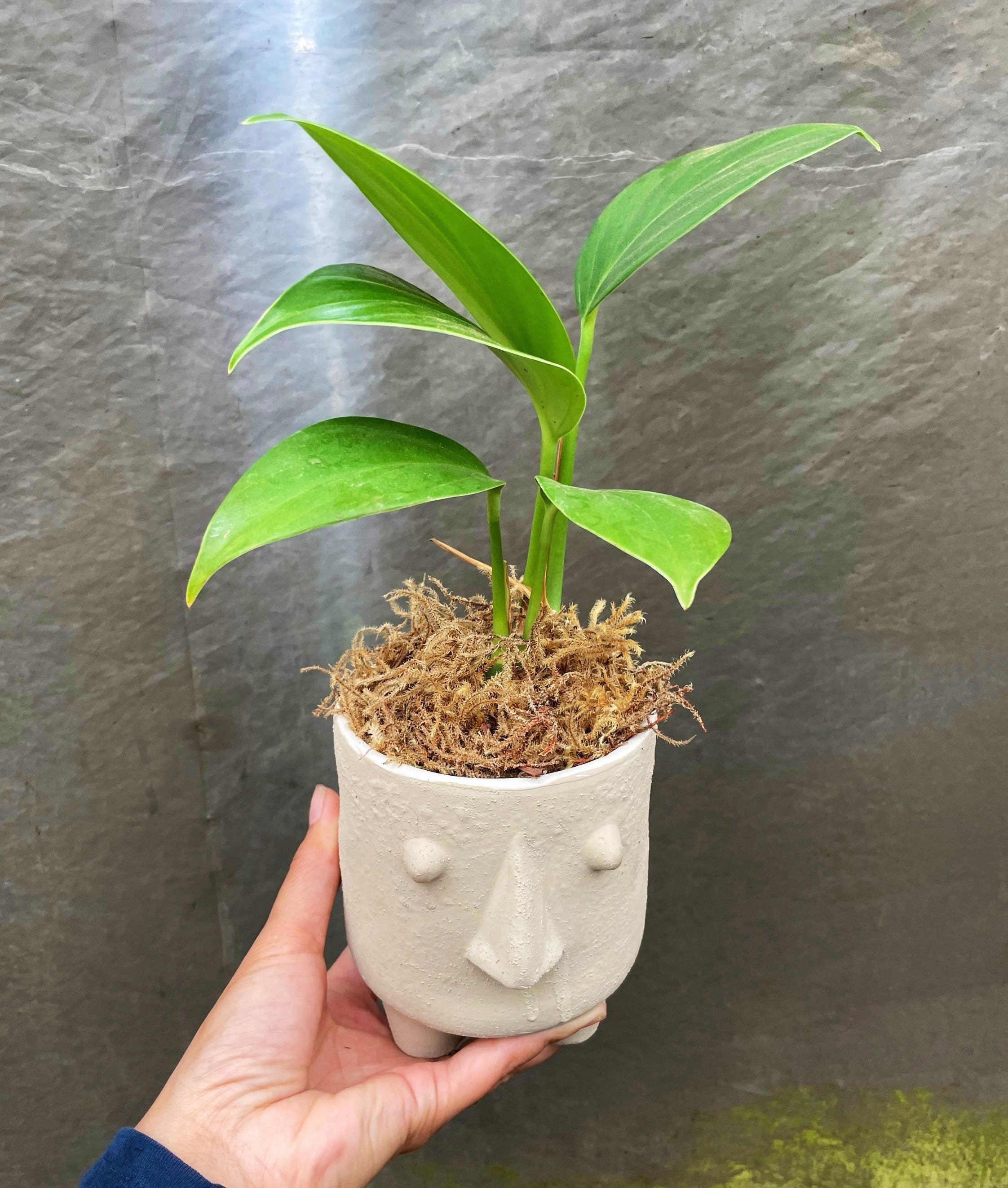 4 inch potted -Monstera Raphidophora Decursiva - Dragon&