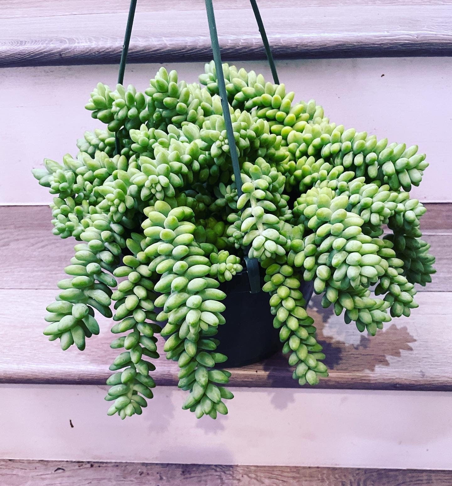 XXL -8 inch pot - String of Donkey Tails -Easy care succulent -succulents-Sedum morganianum- Hard to find this size