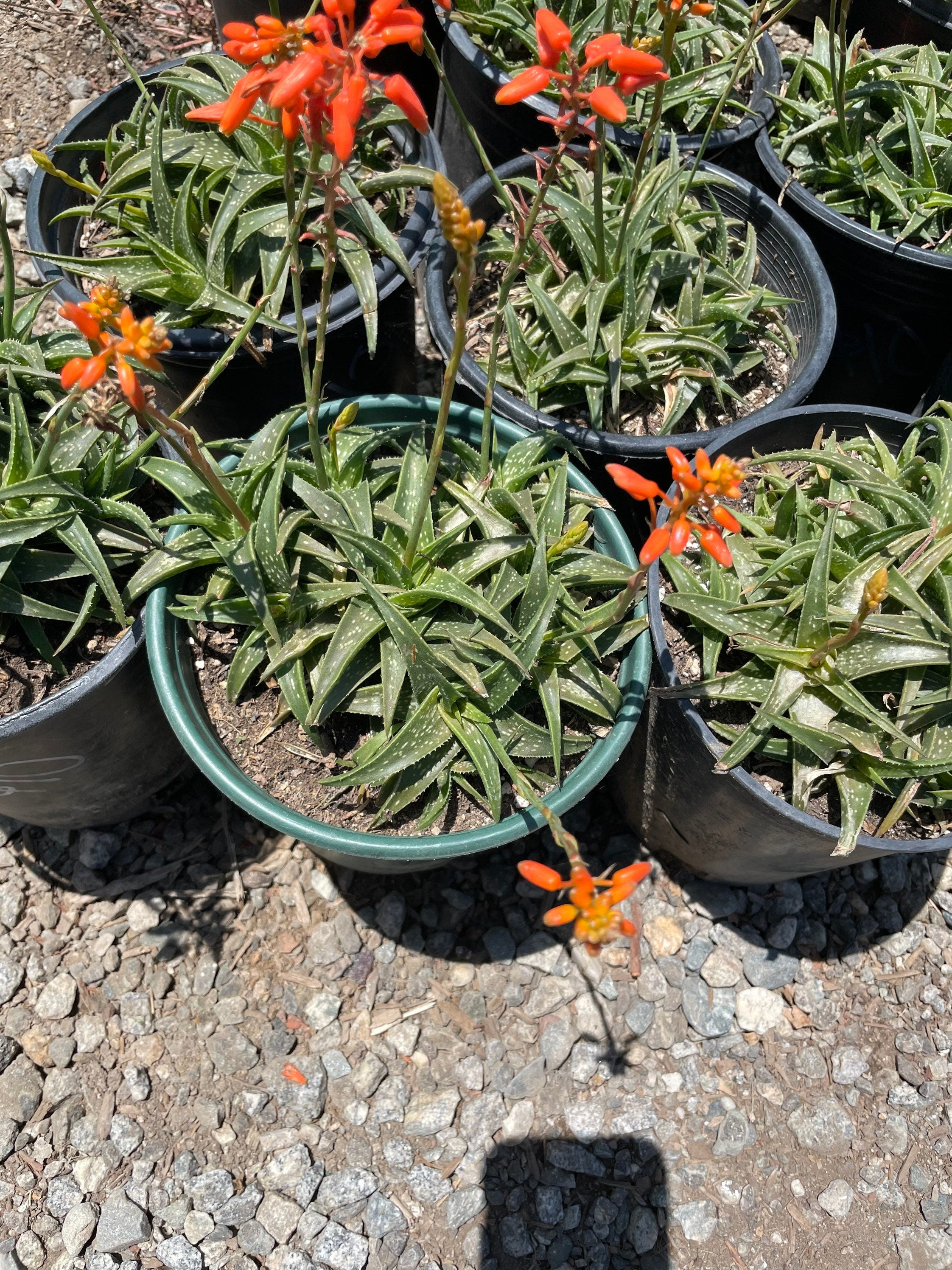 XL-full pot-aloe firebird ships in growers pot -Similar to photo not exact -at least 4 or more plants per pot