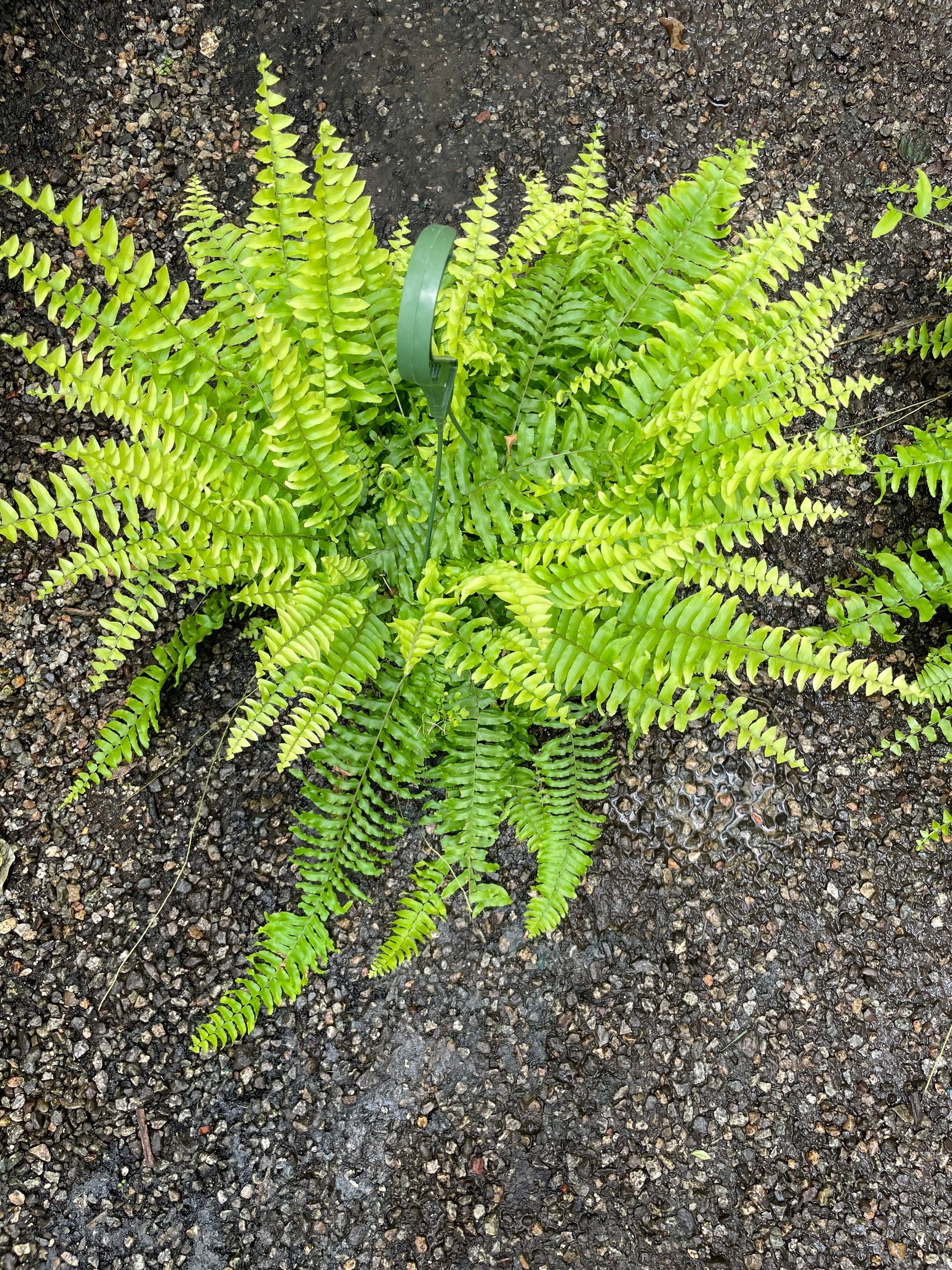 XXL -2 ft wide in 8 pot -Boston fern Outdoor Air Purifier-low light - bathroom plant