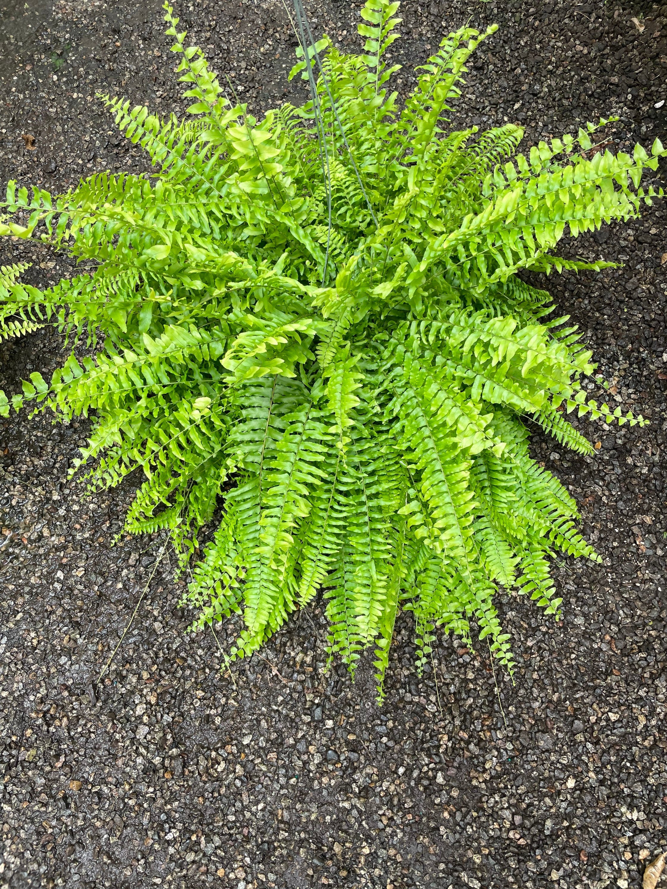 XXL -2 ft wide in 8 pot -Boston fern Outdoor Air Purifier-low light - bathroom plant