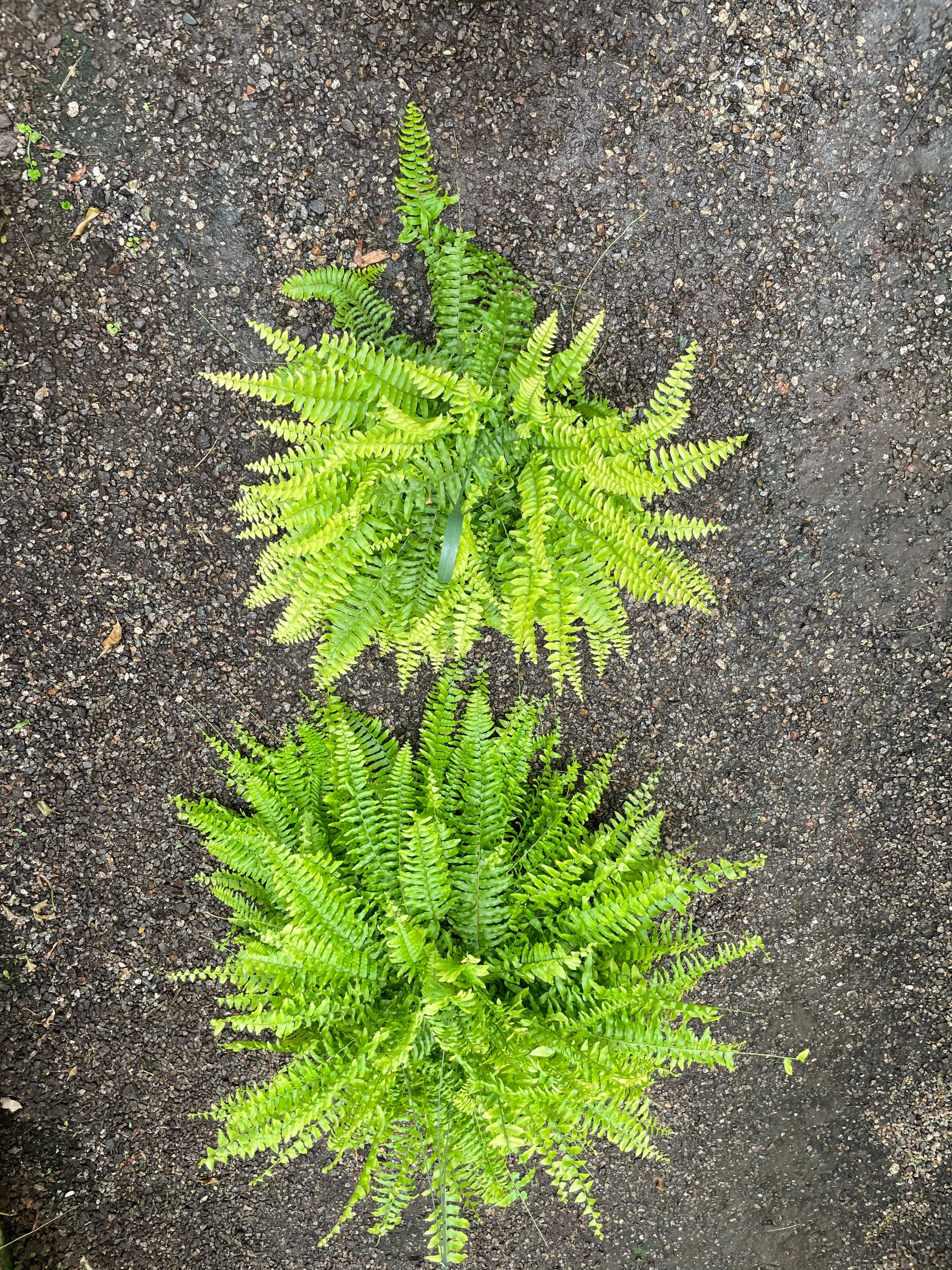 XXL -2 ft wide in 8 pot -Boston fern Outdoor Air Purifier-low light - bathroom plant