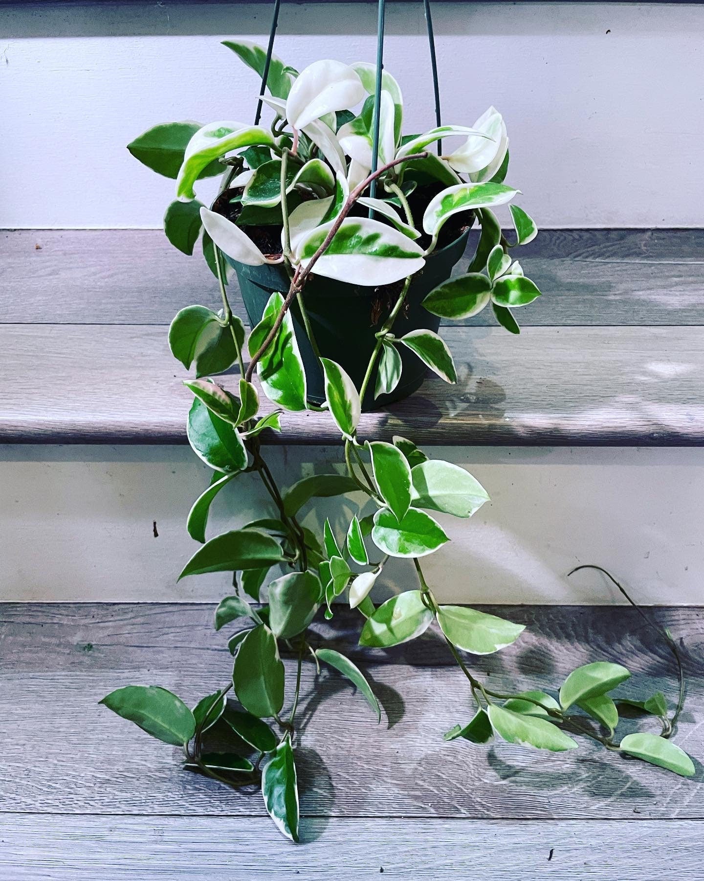 Xtra Large -6 inch -Hoya Krimson Queen, Hoya Carnosa Variegated-trailing not exact plant-similar -size can vary