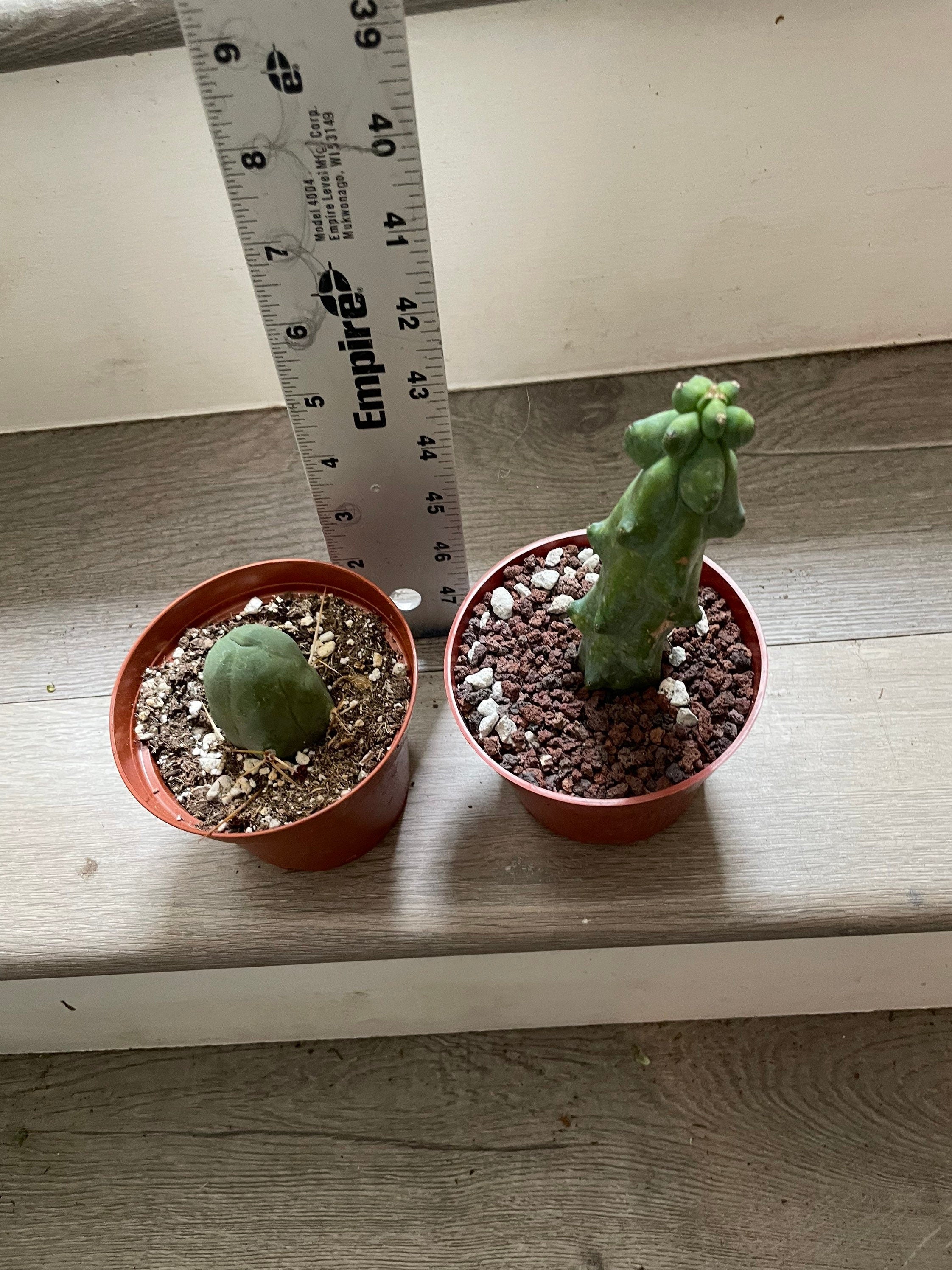 Combo Bundle 1 boob and 1 penis cactus -similar to photo not exact .