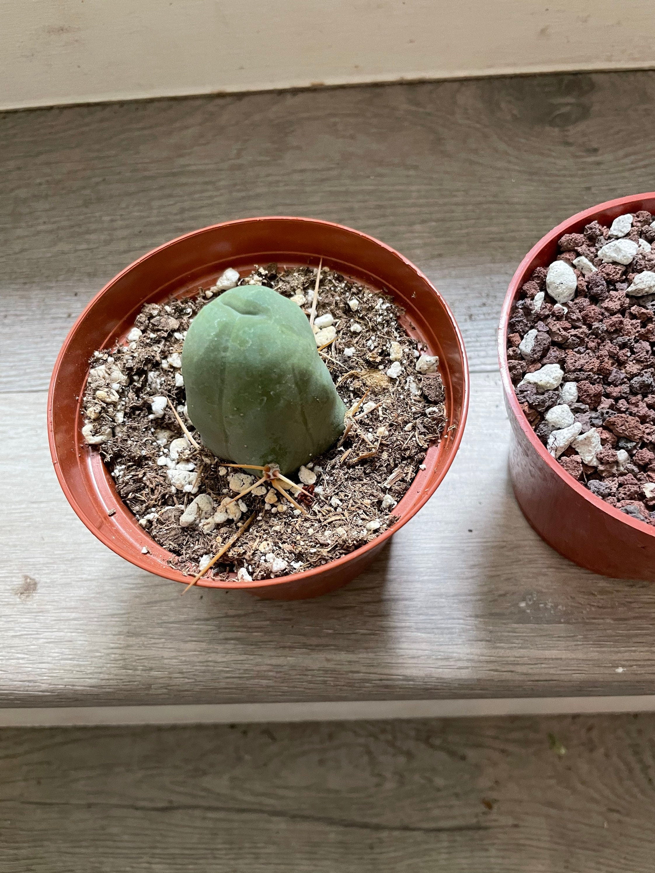 Combo Bundle 1 boob and 1 penis cactus -similar to photo not exact .