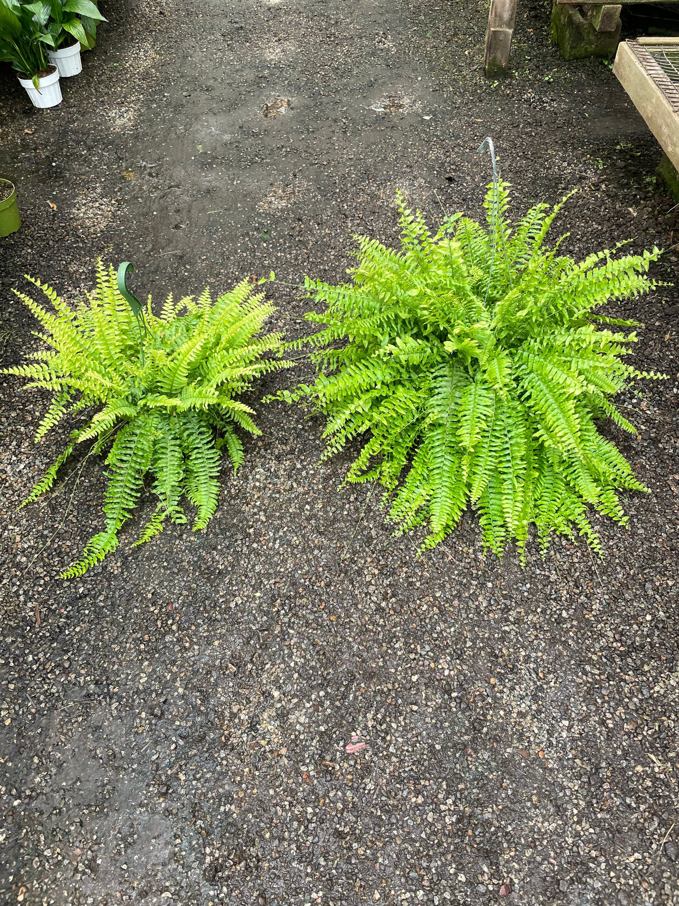 XXL -2 ft wide in 8 pot -Boston fern Outdoor Air Purifier-low light - bathroom plant