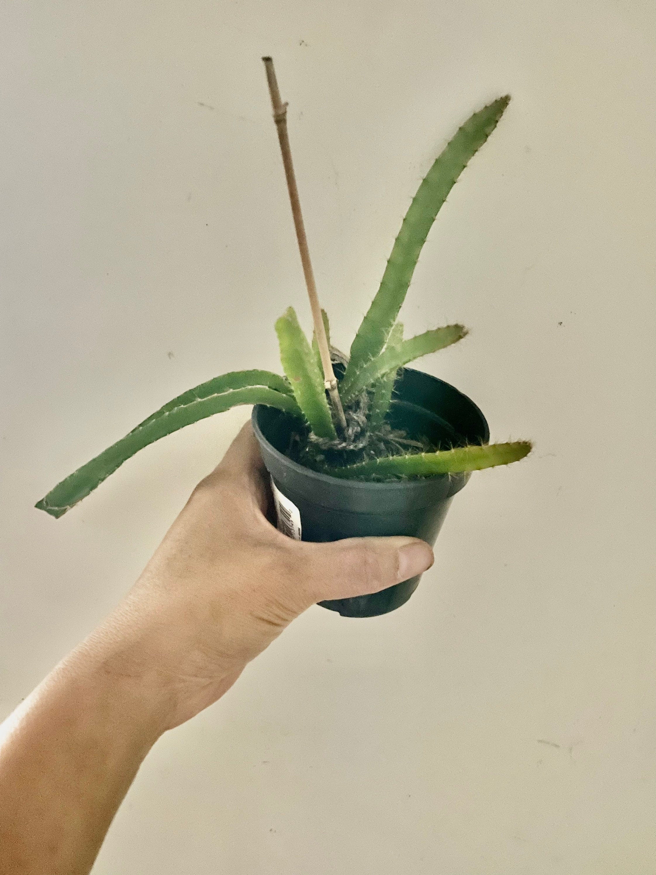 Well rooted multiple stem - Yellow Dragon Fruit seedling . Approximately 5-8 inches tall- similar ,not exact plant .