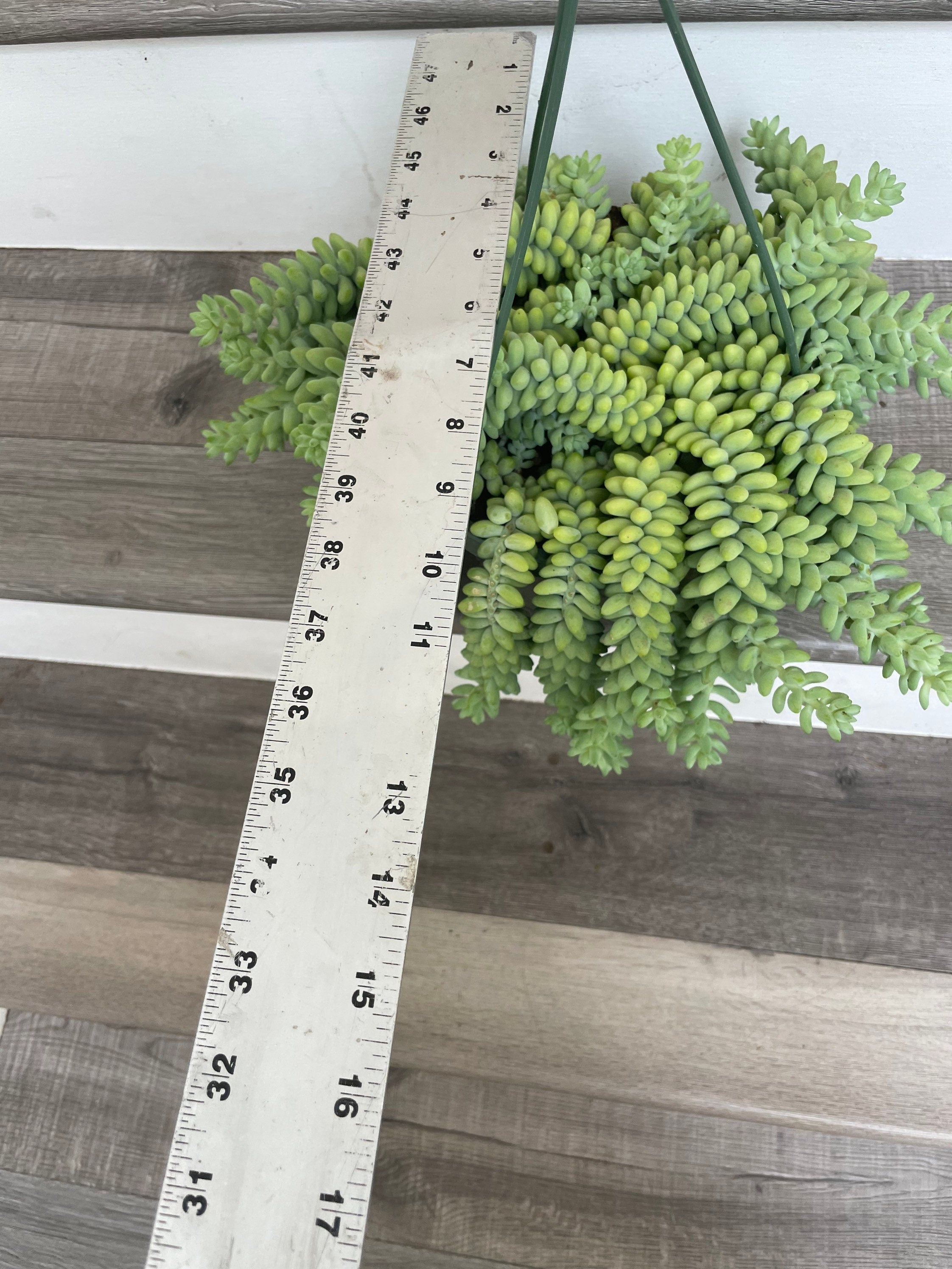 XXL -8 inch pot - String of Donkey Tails -Easy care succulent -succulents-Sedum morganianum- Hard to find this size
