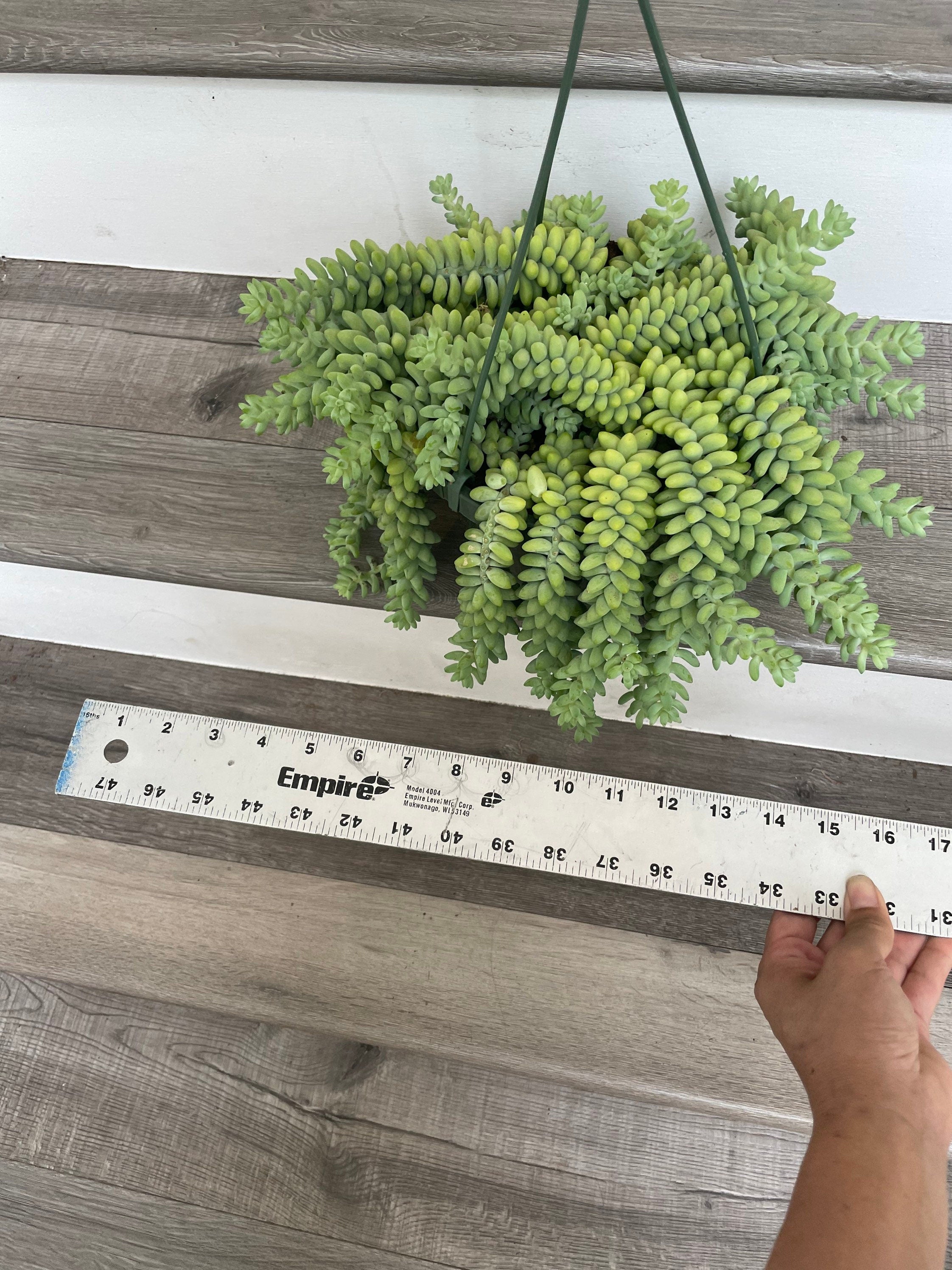 XXL -8 inch pot - String of Donkey Tails -Easy care succulent -succulents-Sedum morganianum- Hard to find this size