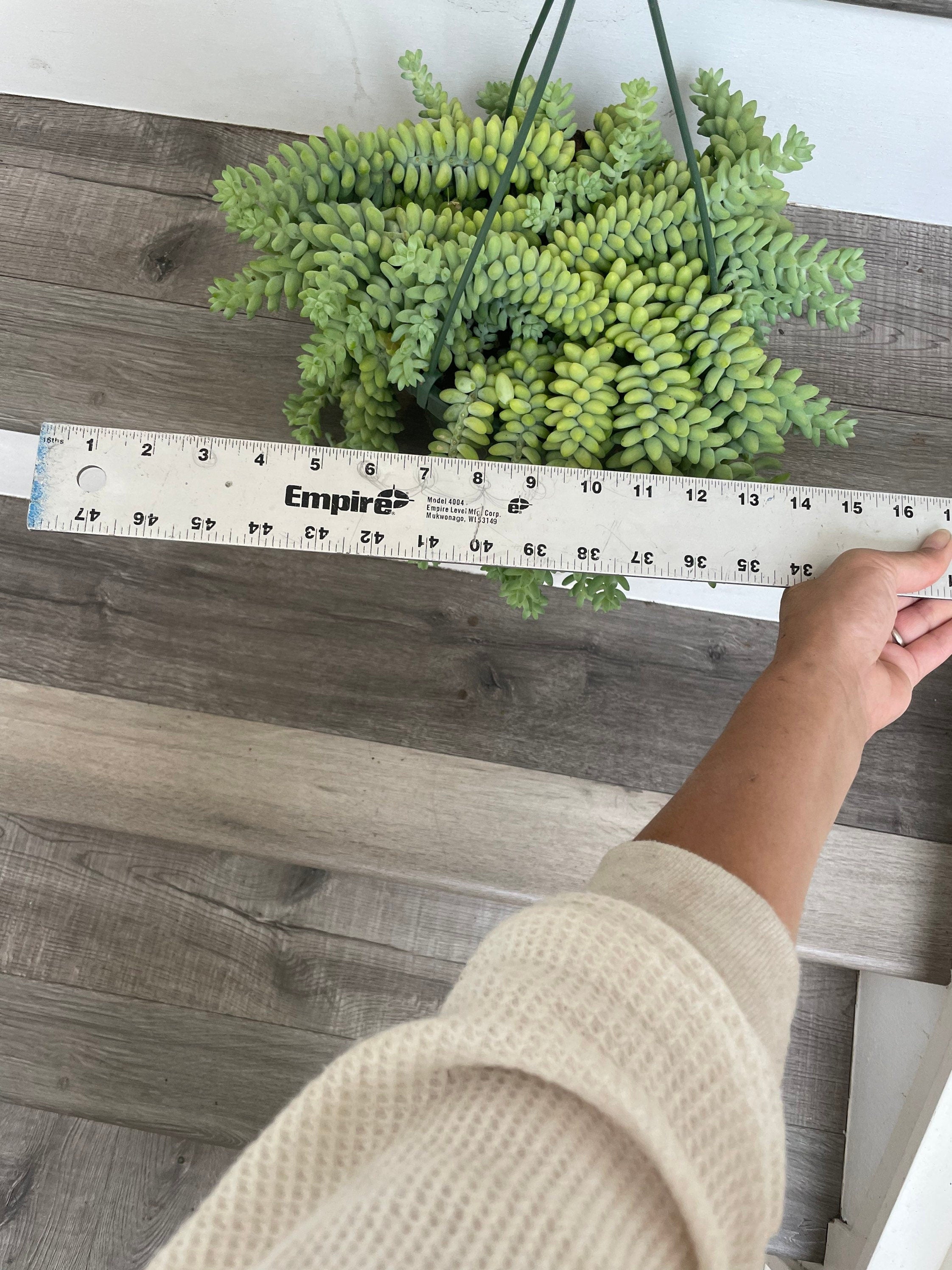 XXL -8 inch pot - String of Donkey Tails -Easy care succulent -succulents-Sedum morganianum- Hard to find this size