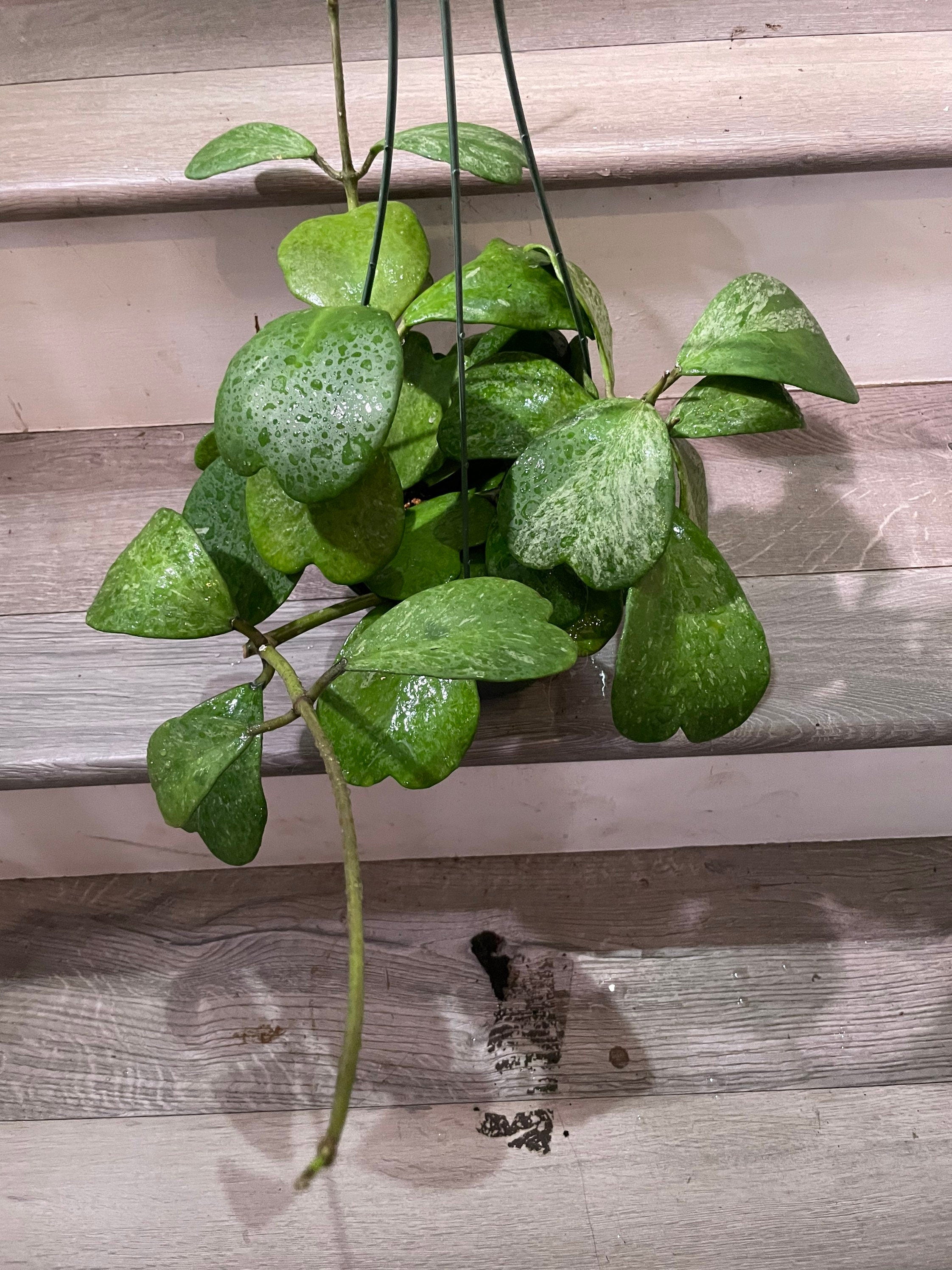 XL - full pot 6 inch -high splash hoya Kerrii splash -similar to photo not exact exact plant