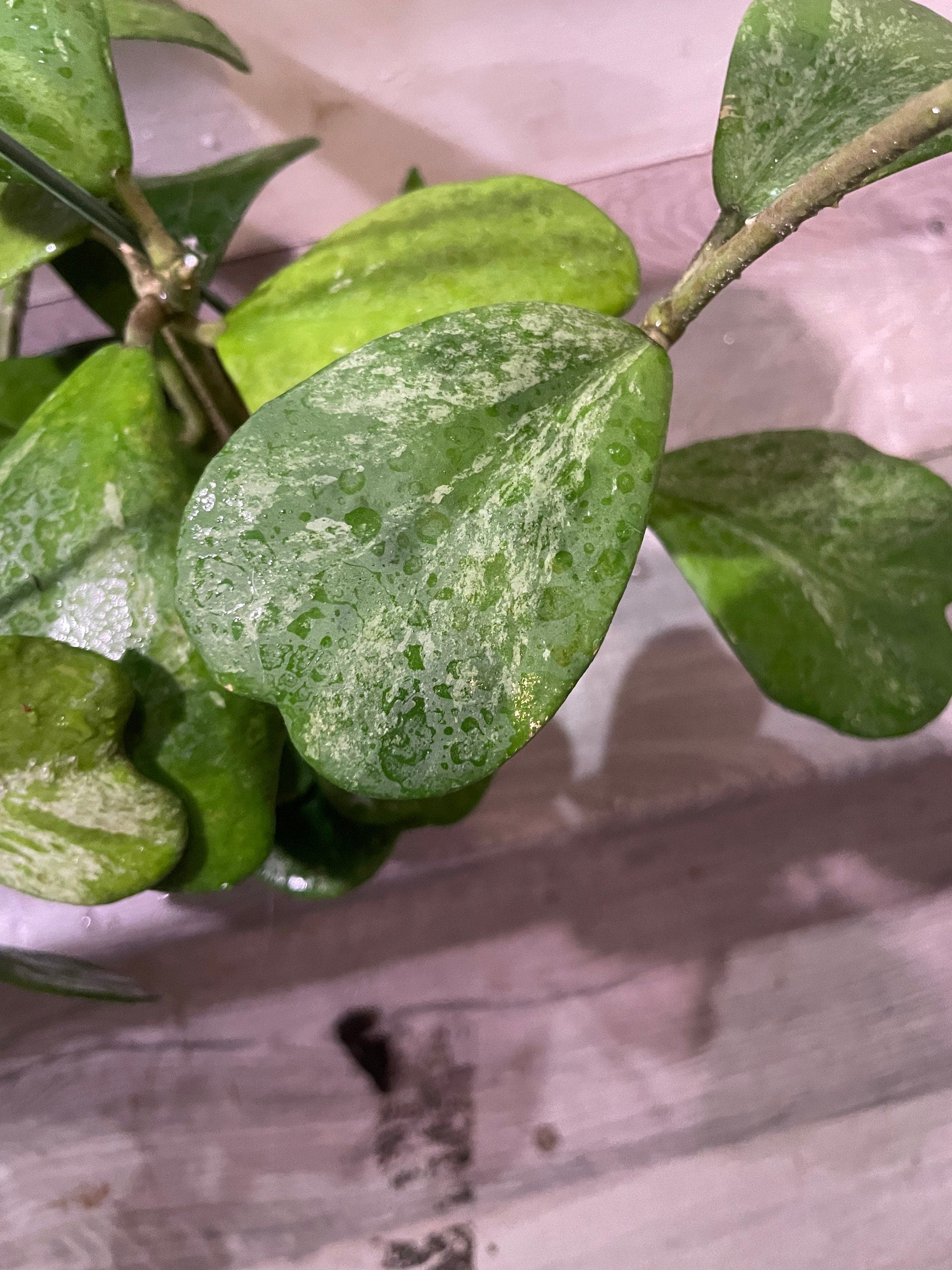 XL - full pot 6 inch -high splash hoya Kerrii splash -similar to photo not exact exact plant