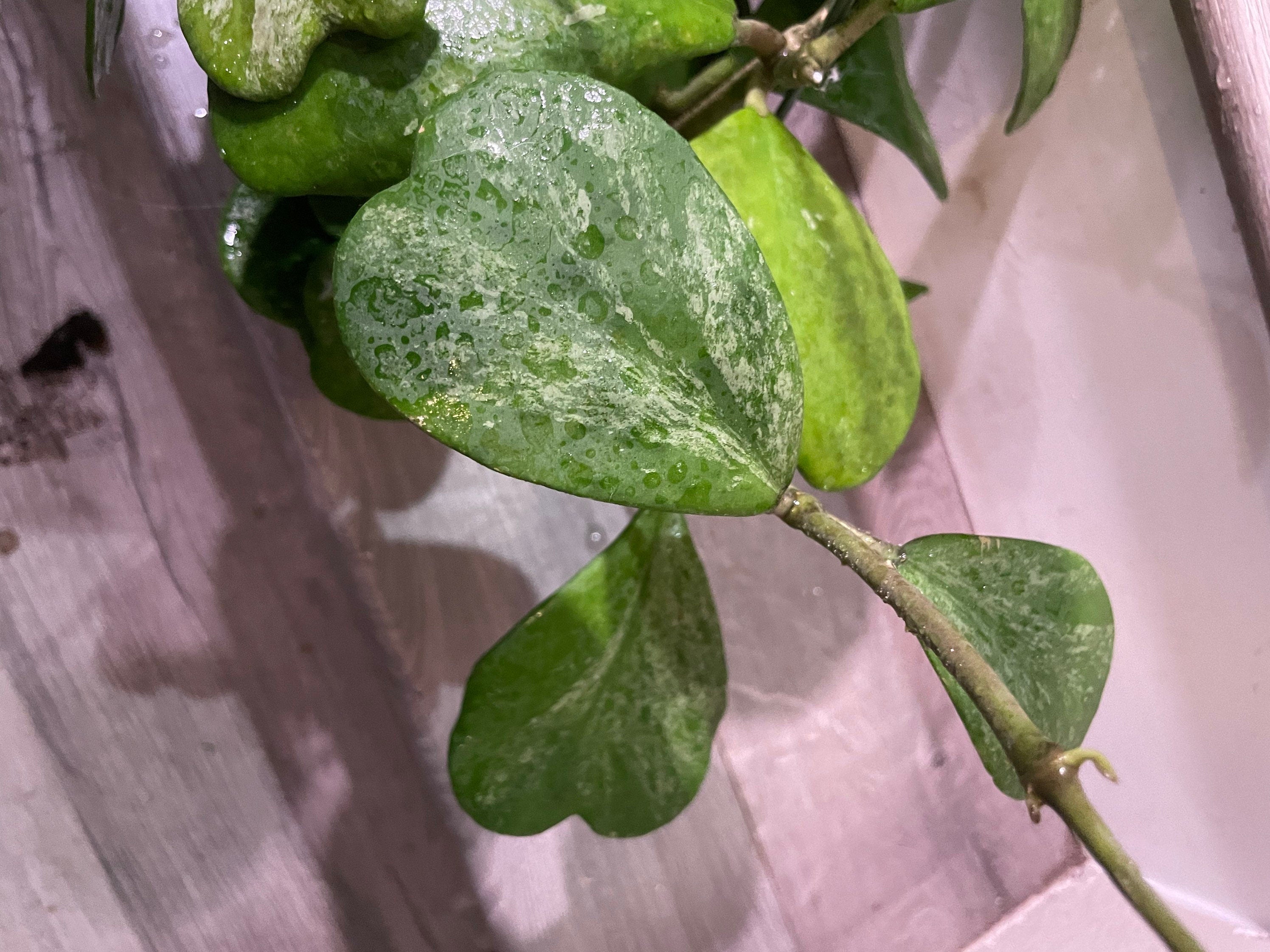 XL - full pot 6 inch -high splash hoya Kerrii splash -similar to photo not exact exact plant