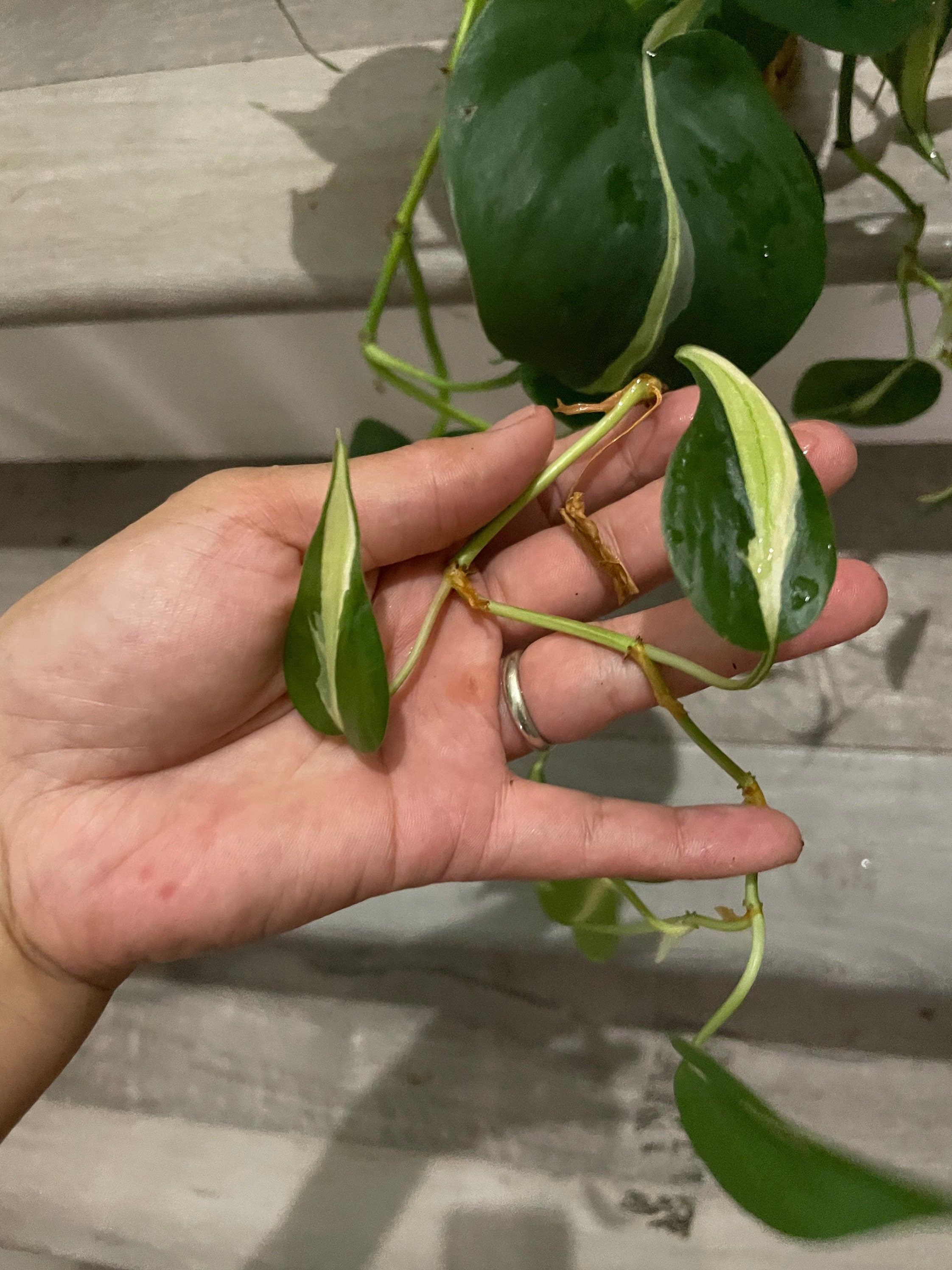 6 " pot Philodendron Silver Stripe-exact plant