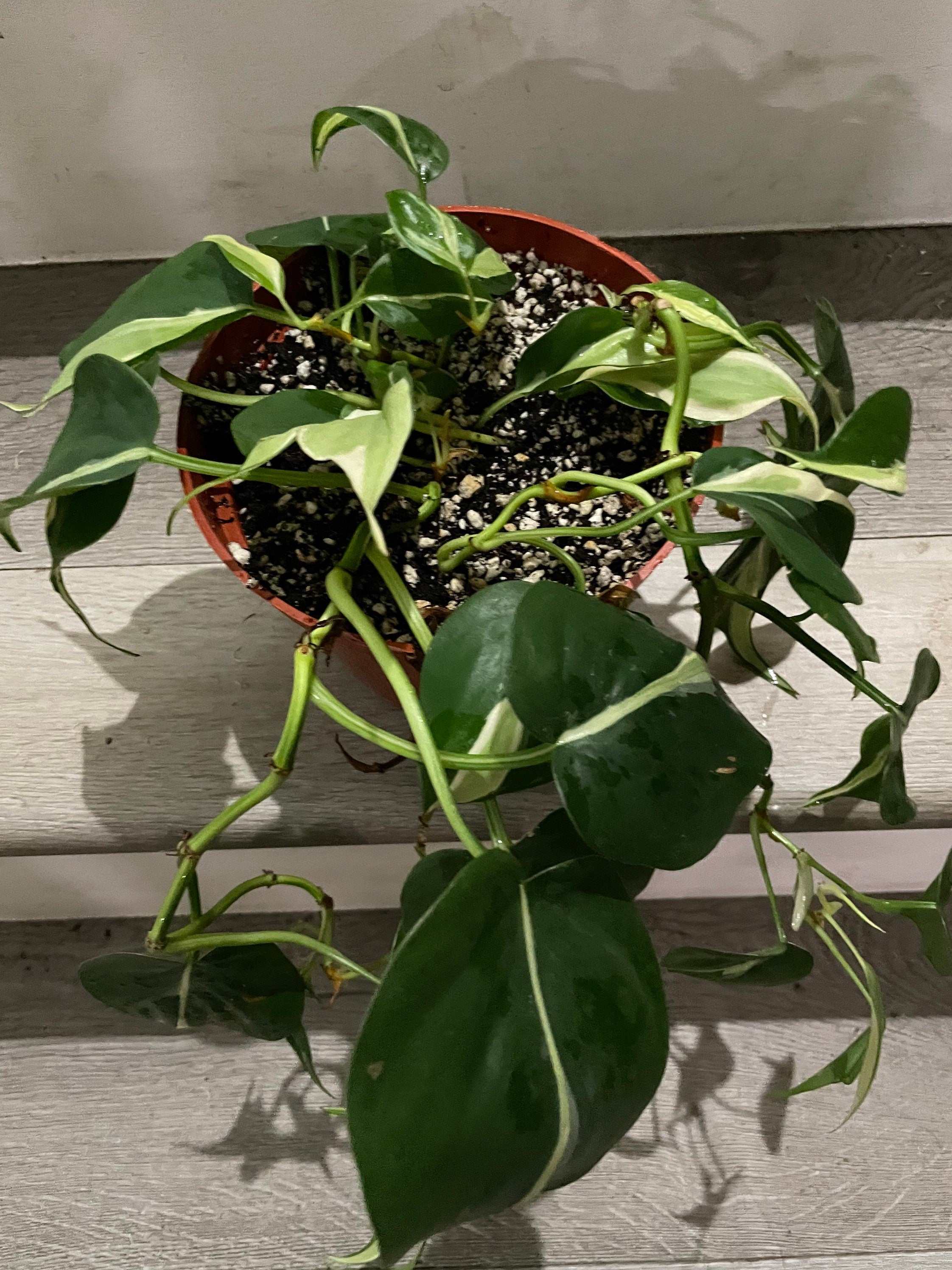 6 " pot Philodendron Silver Stripe-exact plant